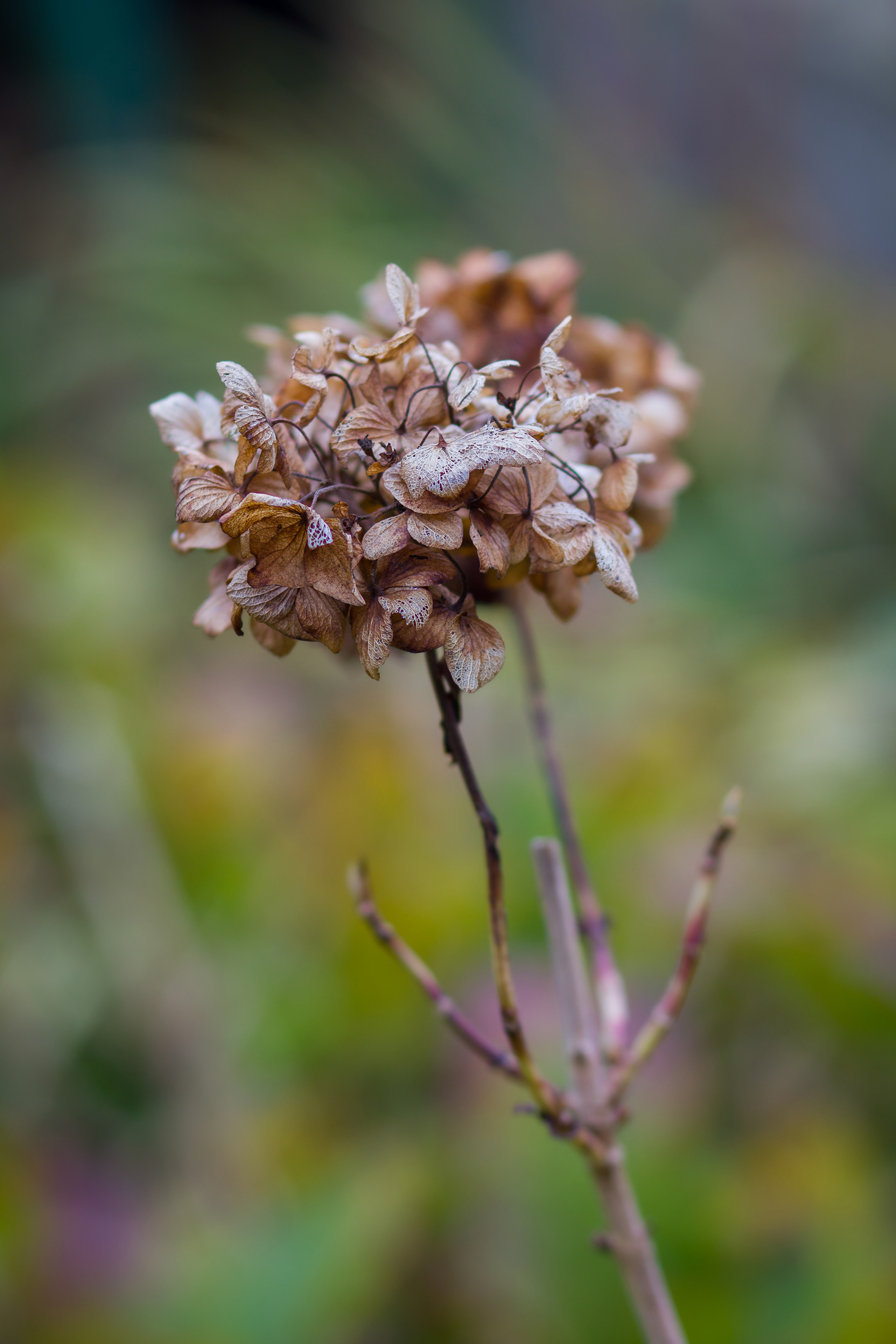 Hortensia — Le Raincy — © Marie Conte