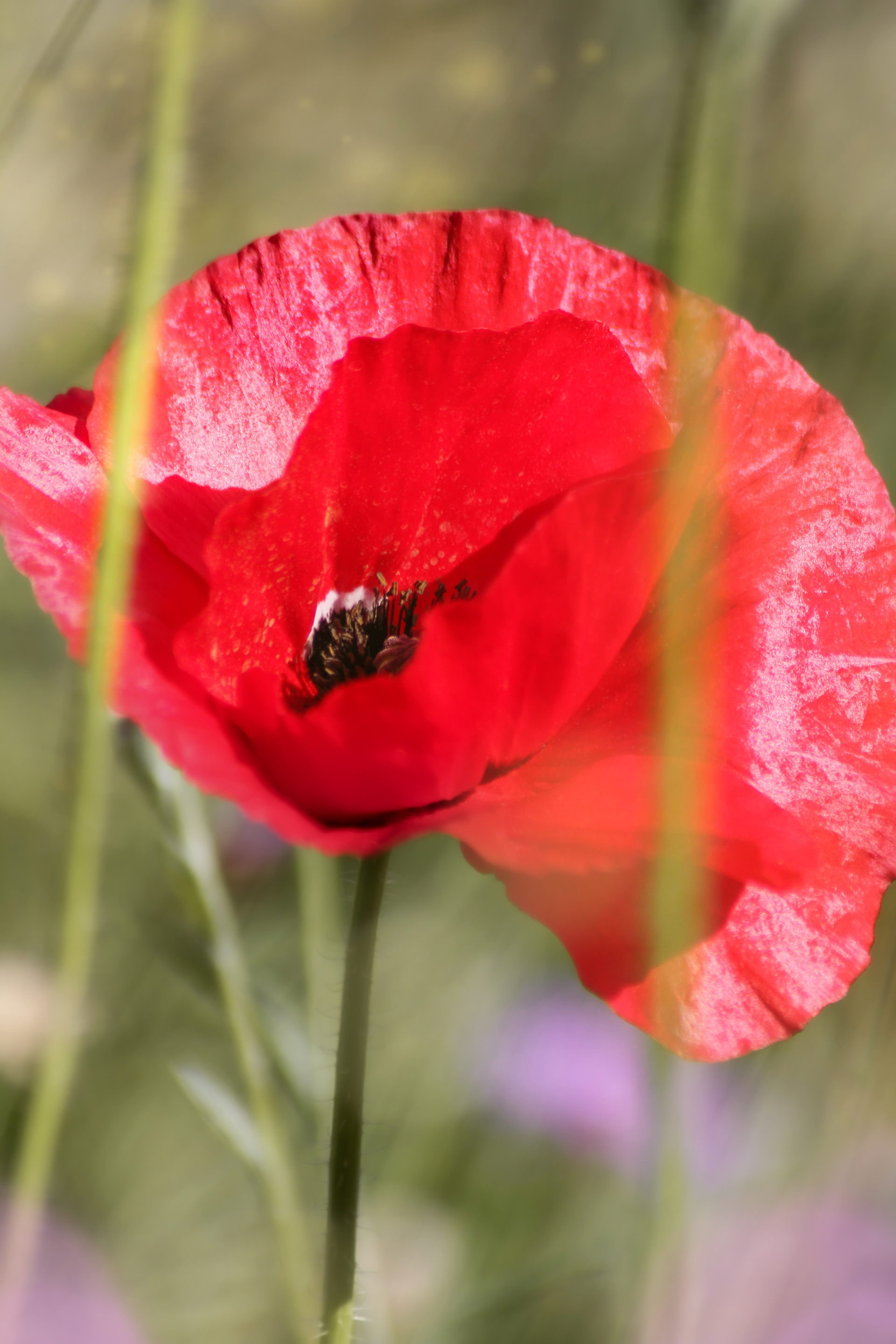 Coquelicot — Granville — © Marie Conte