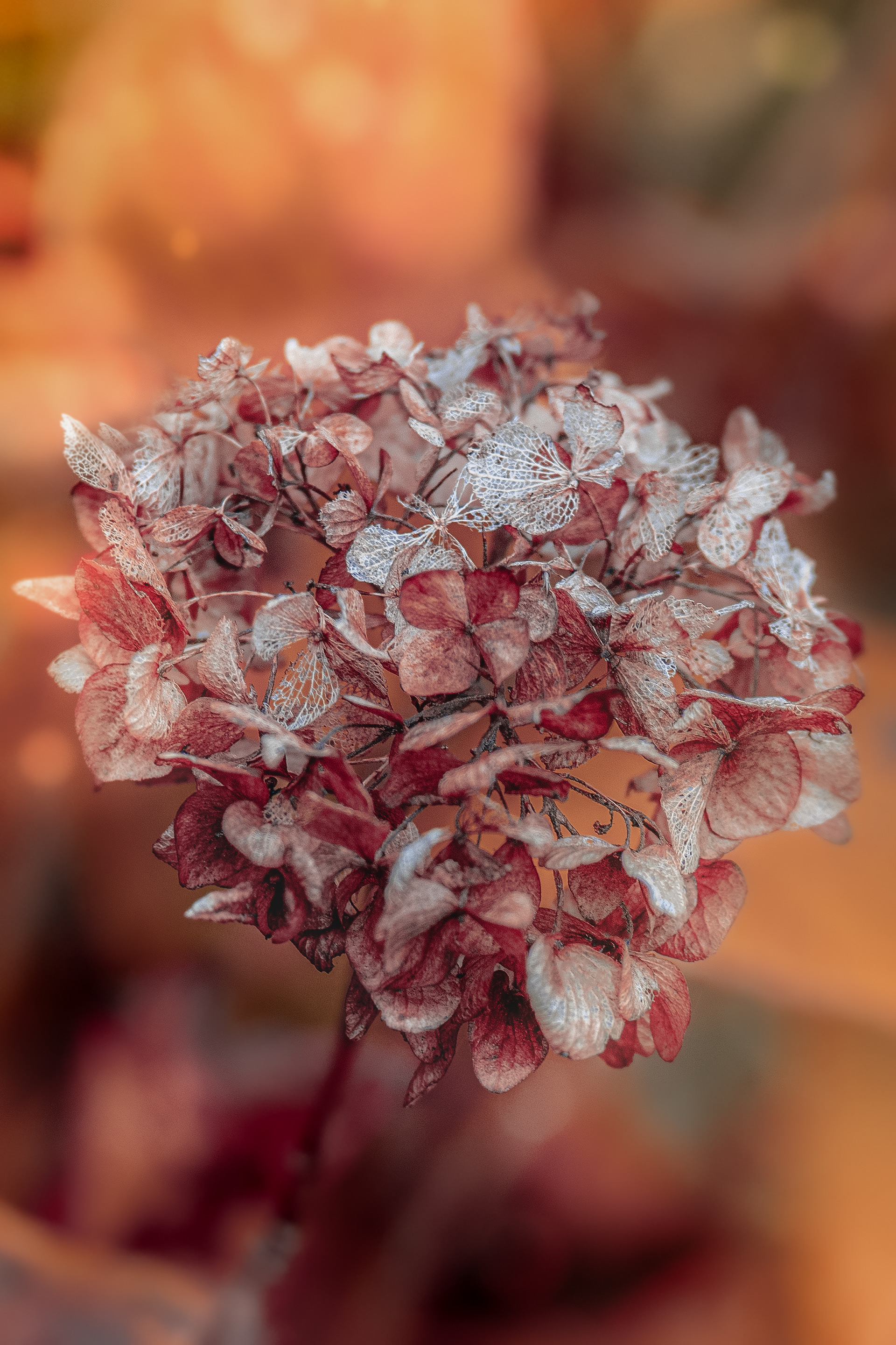 Hortensia — Le Raincy — © Marie Conte