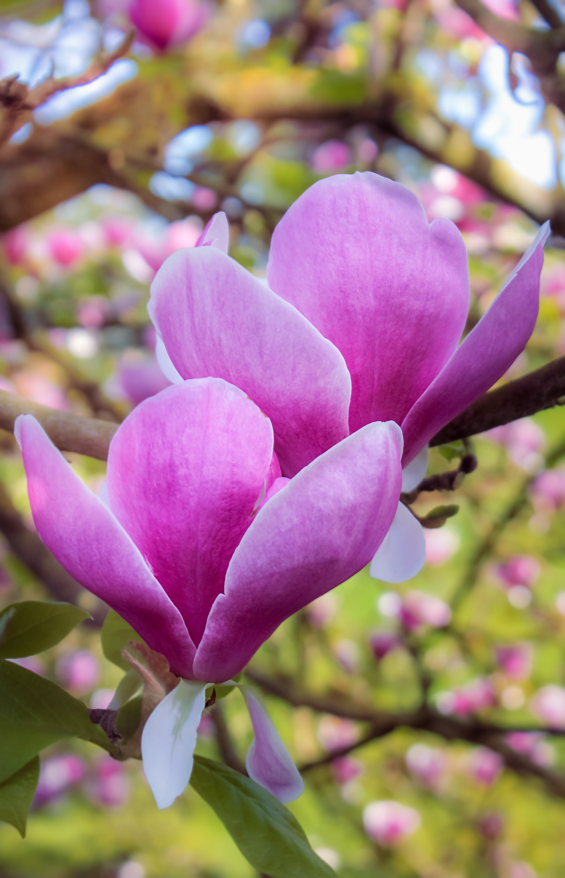 Magnolias — Domaine Départemental de la Vallée-aux-Loups — © Marie Conte