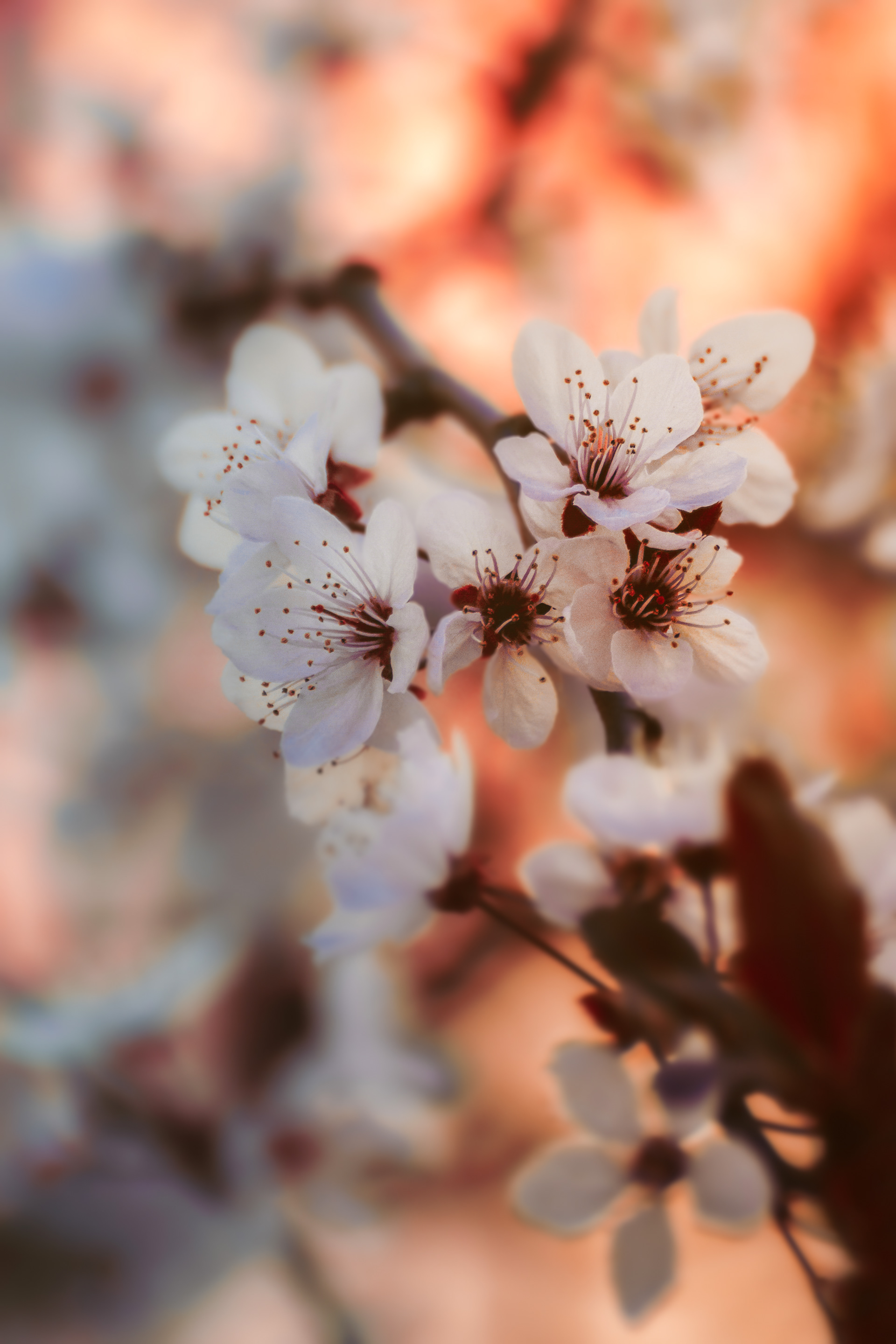 Prunier Myrobolan Pourpre — Le Raincy — © Marie Conte
