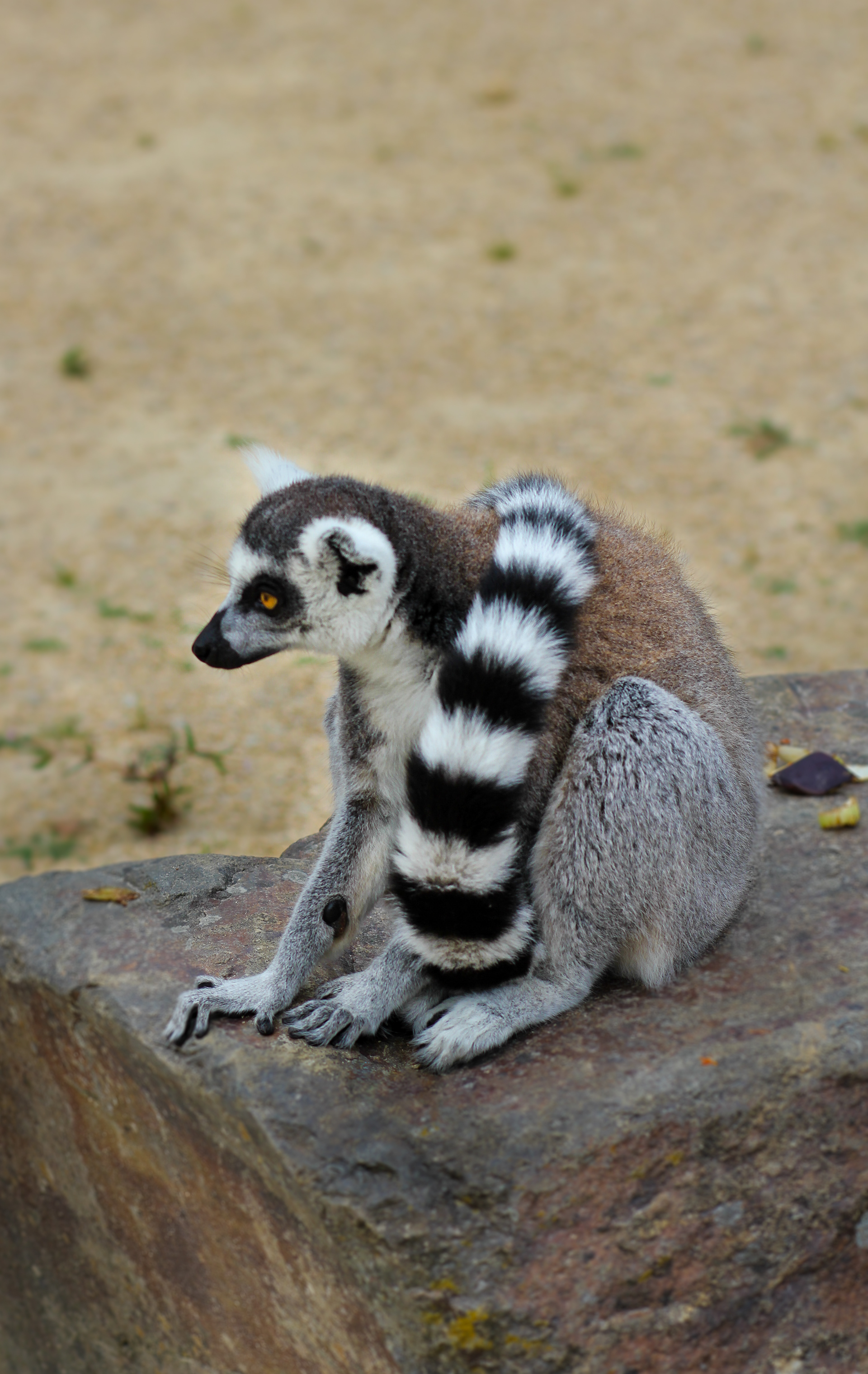 Maki Catta — Zoo de Champrépus — © Marie Conte