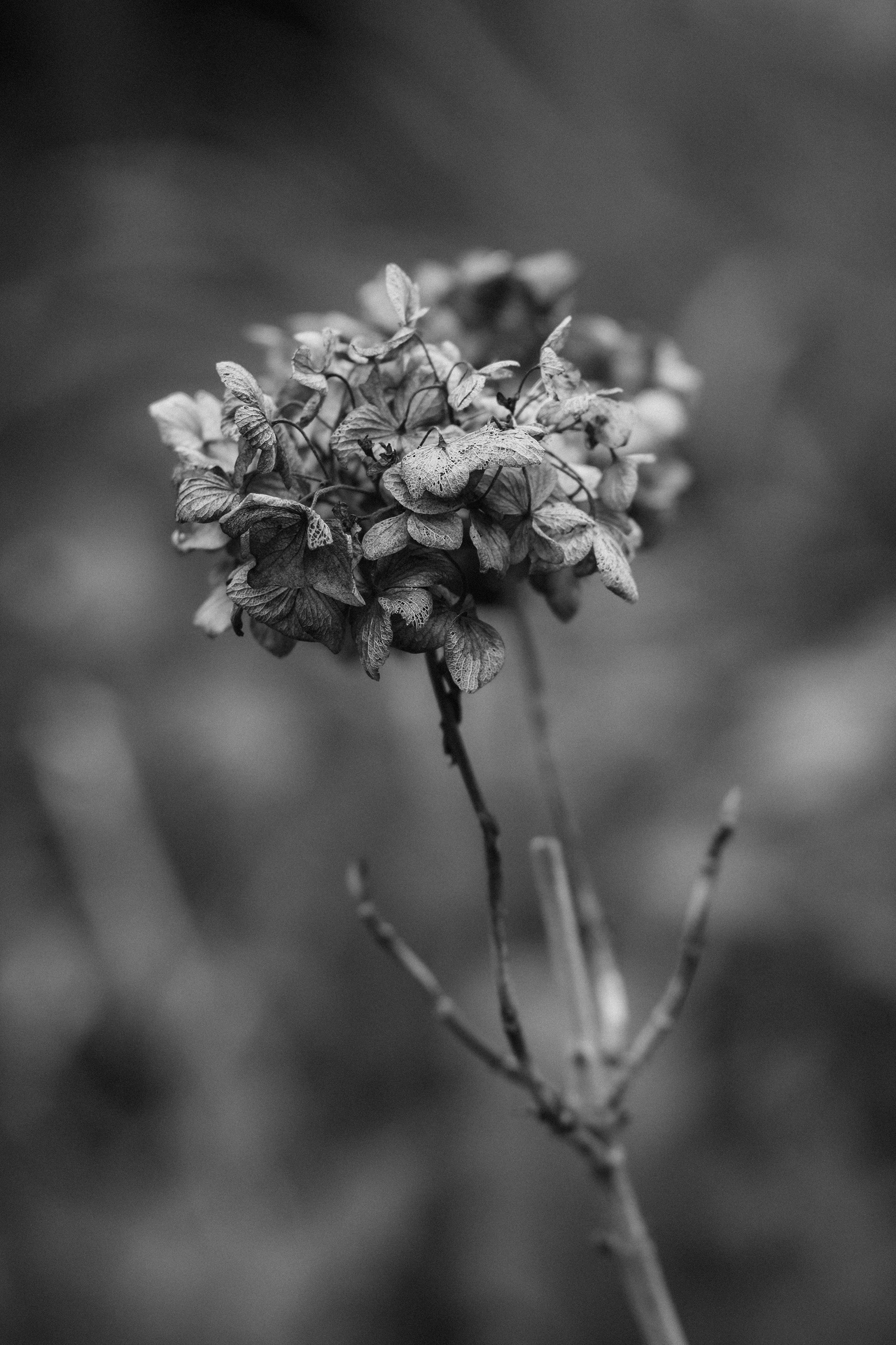 Hortensia — Le Raincy — © Marie Conte