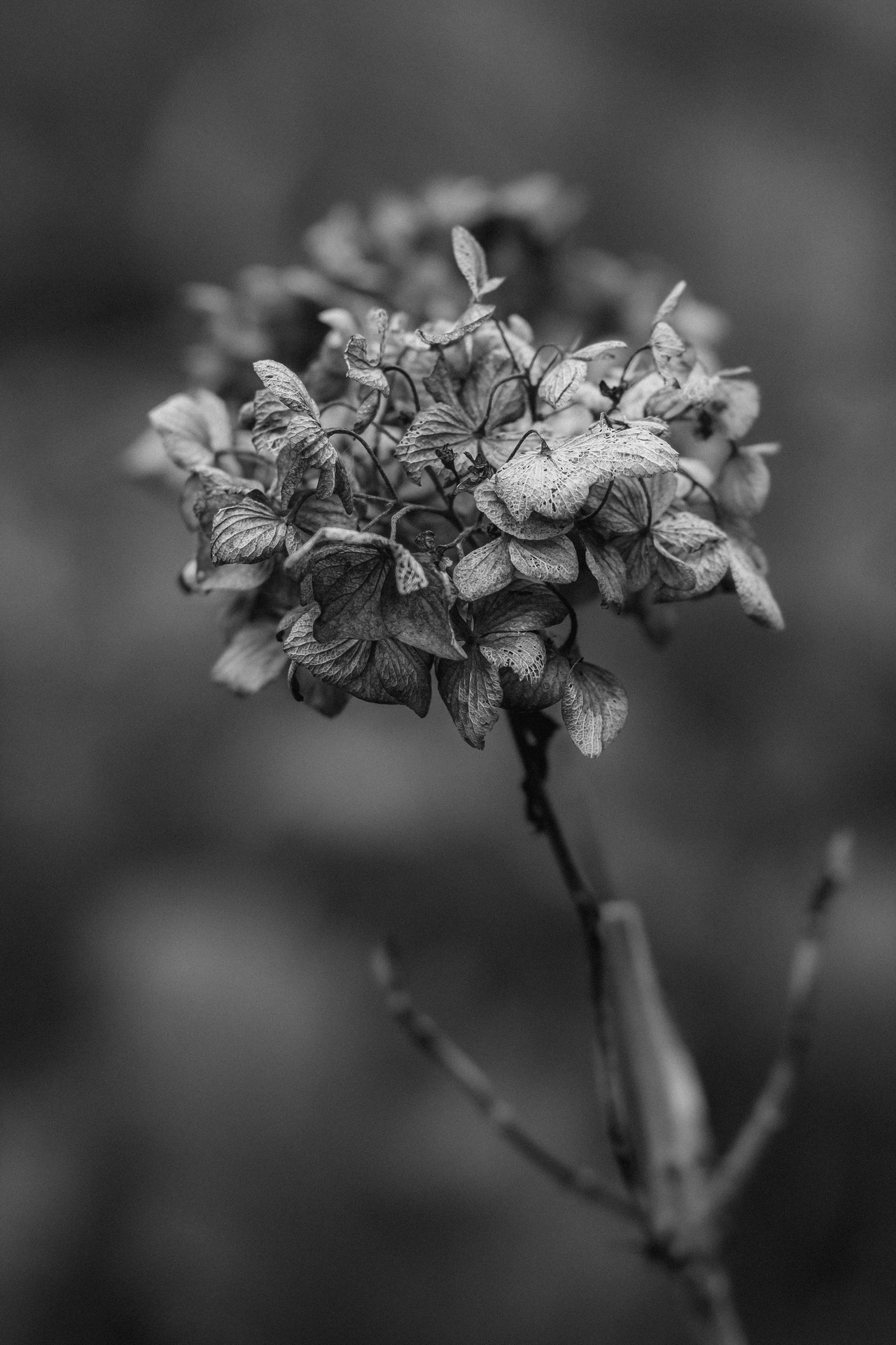 Hortensia — Le Raincy — © Marie Conte