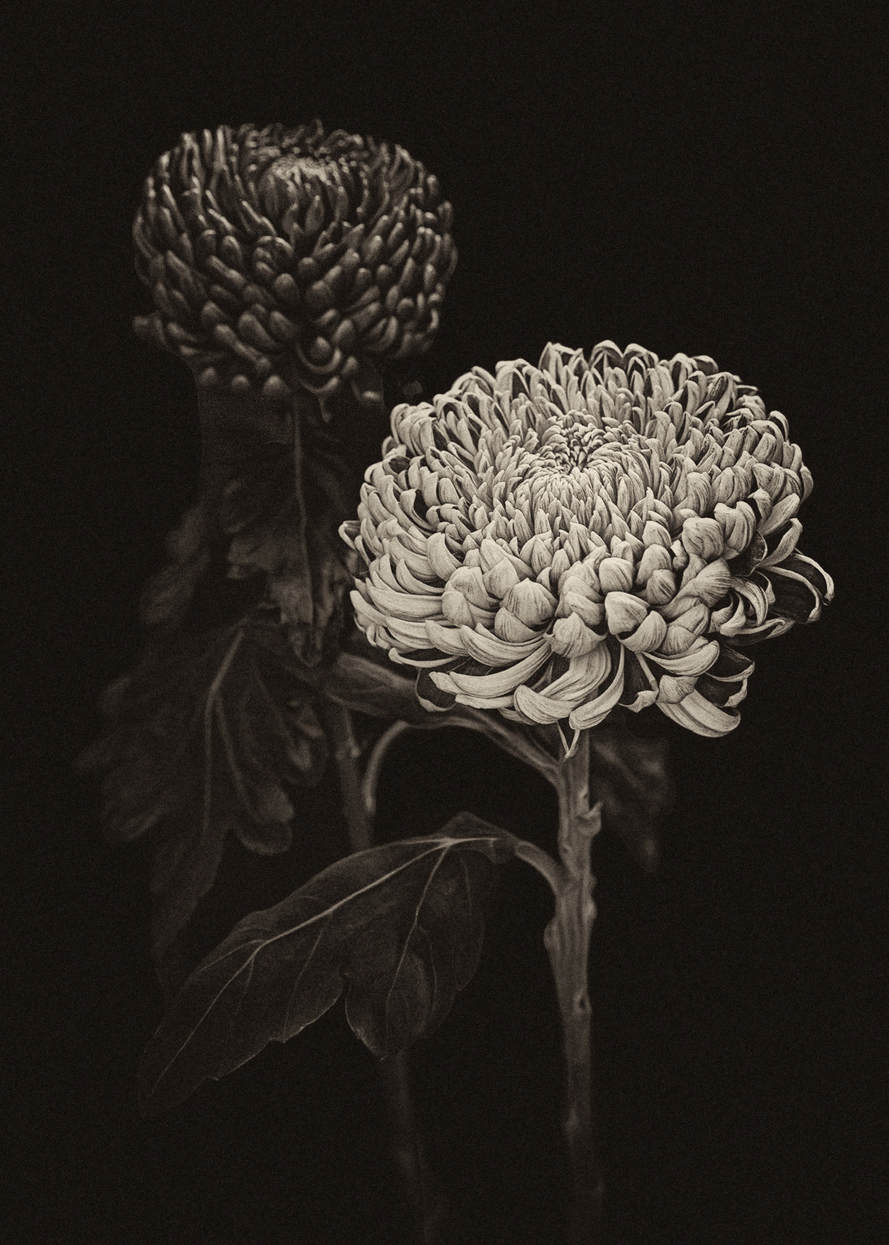Chrysanthemums 3
