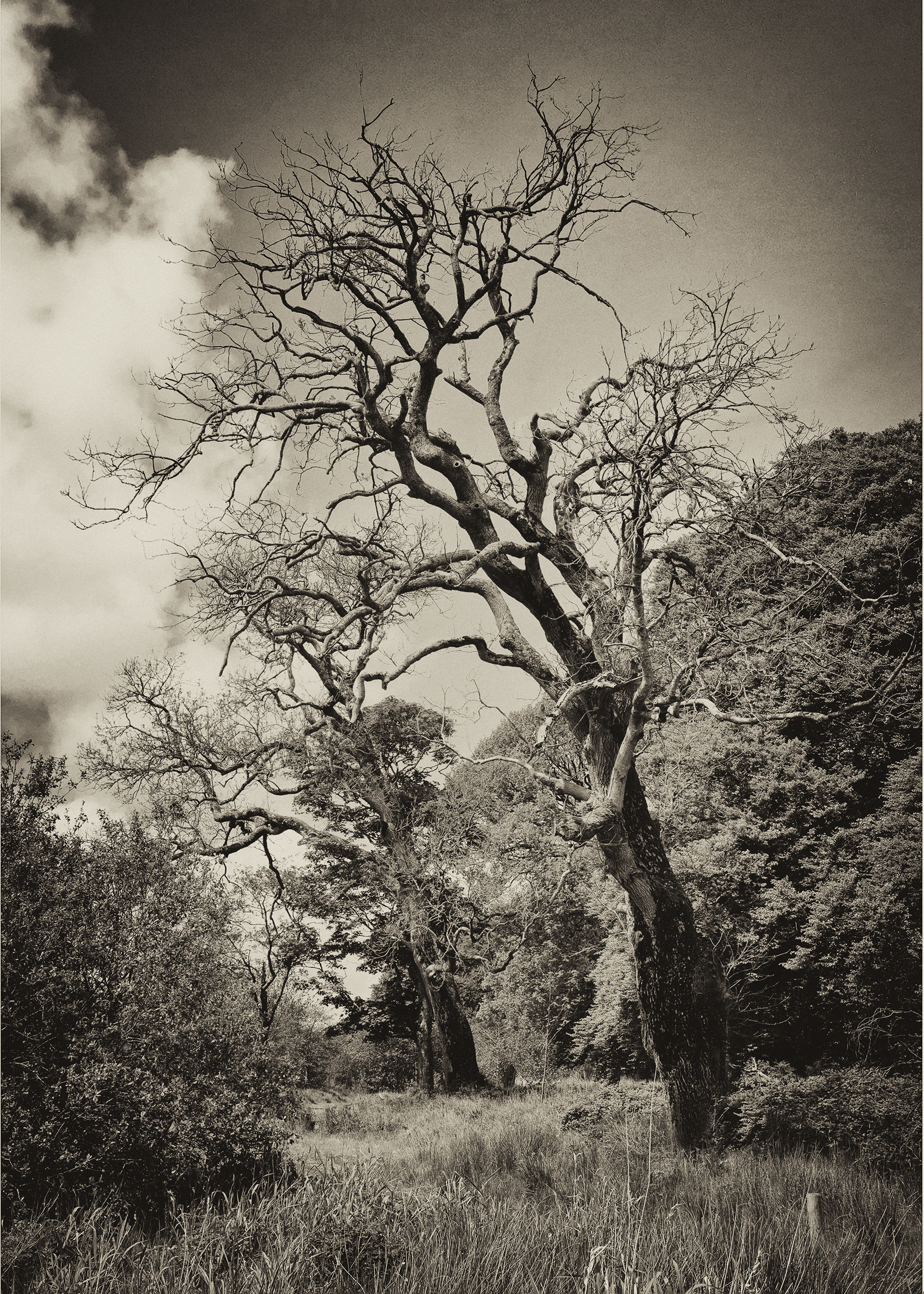 Brothers at White Island