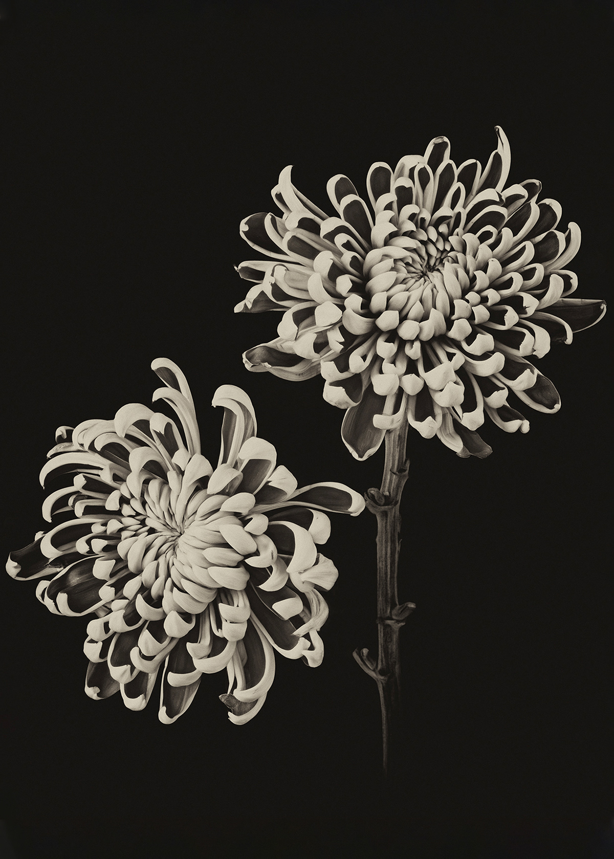 Chrysanthemums 2
