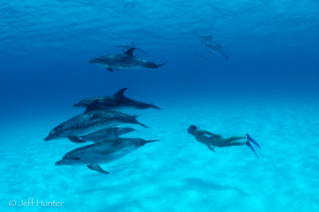A snorkeler swimming with a pod of Atlantic Spotted Dolphins