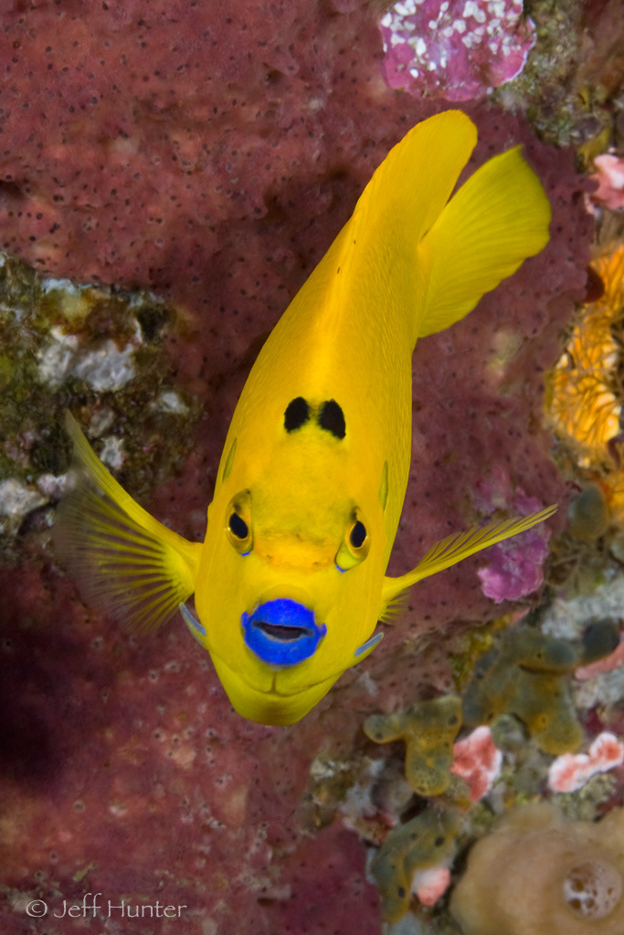 Portrait of a yellow Angelfish with blue lips