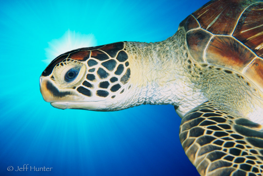 Portrait of a Sea Turtle with a sunburst behind its head