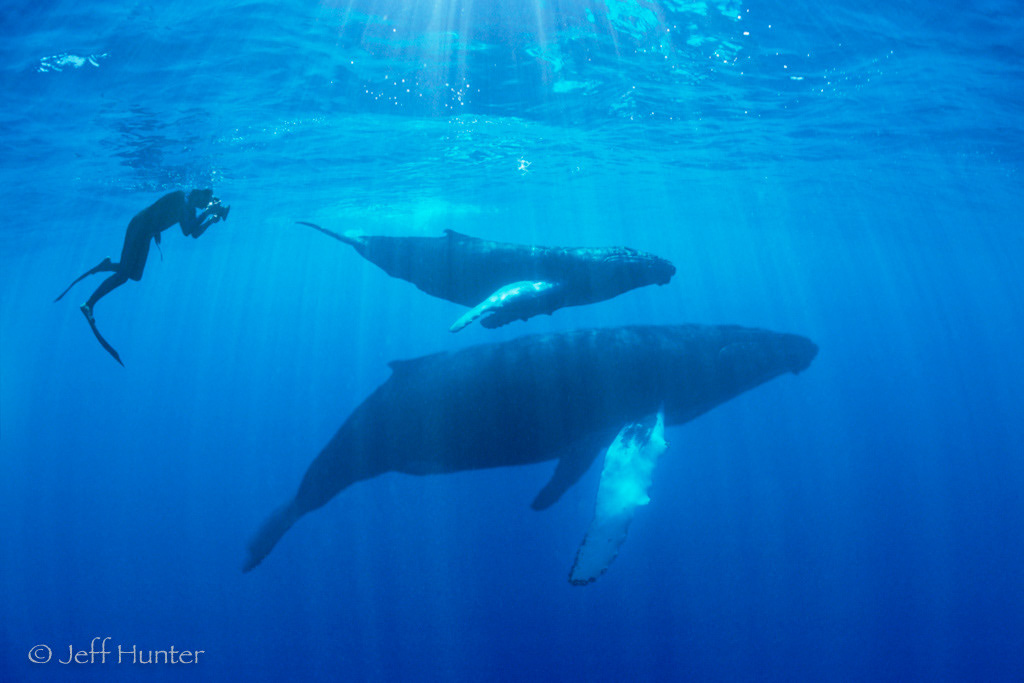 A diver photographing a Mother Whale with her calf