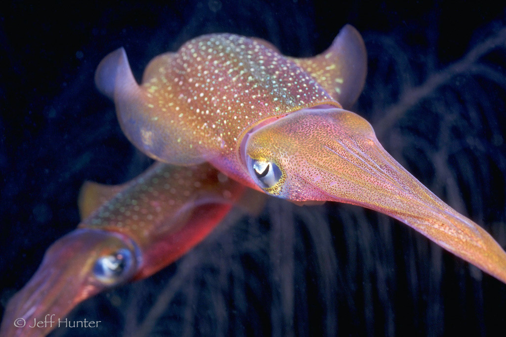 A close-up of a pair of squid swimming at night