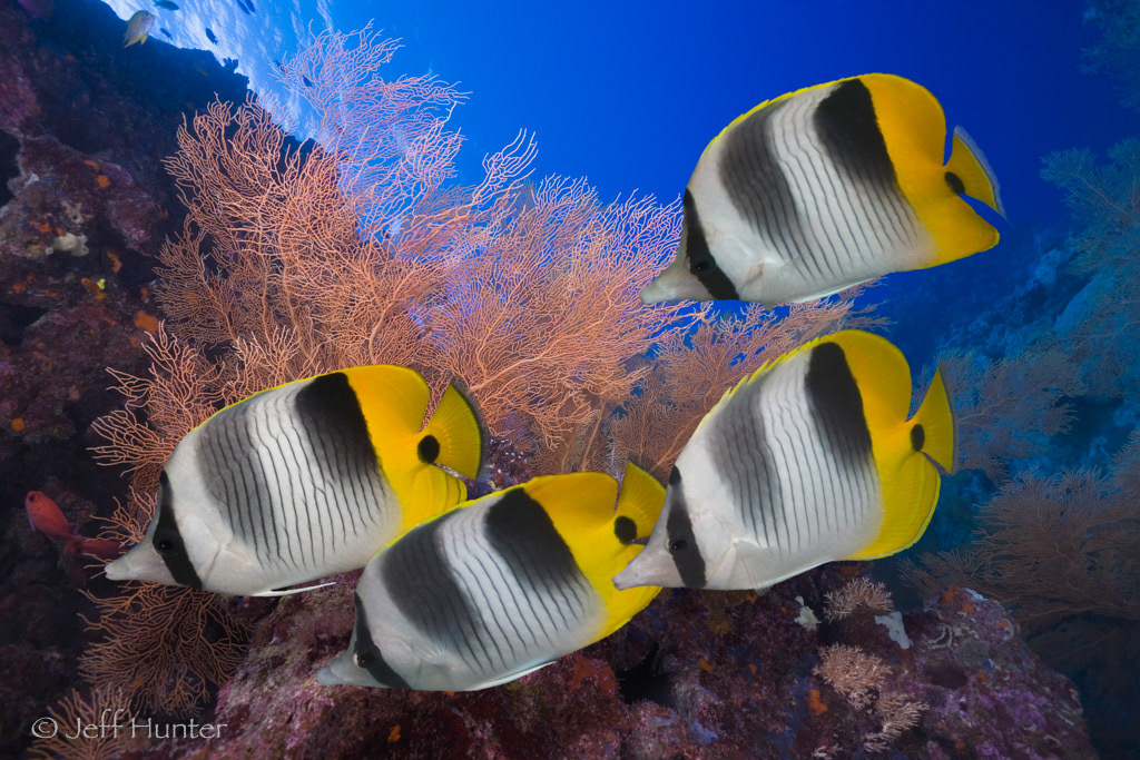 Four Butterflyfish swimming over tropical coral reef
