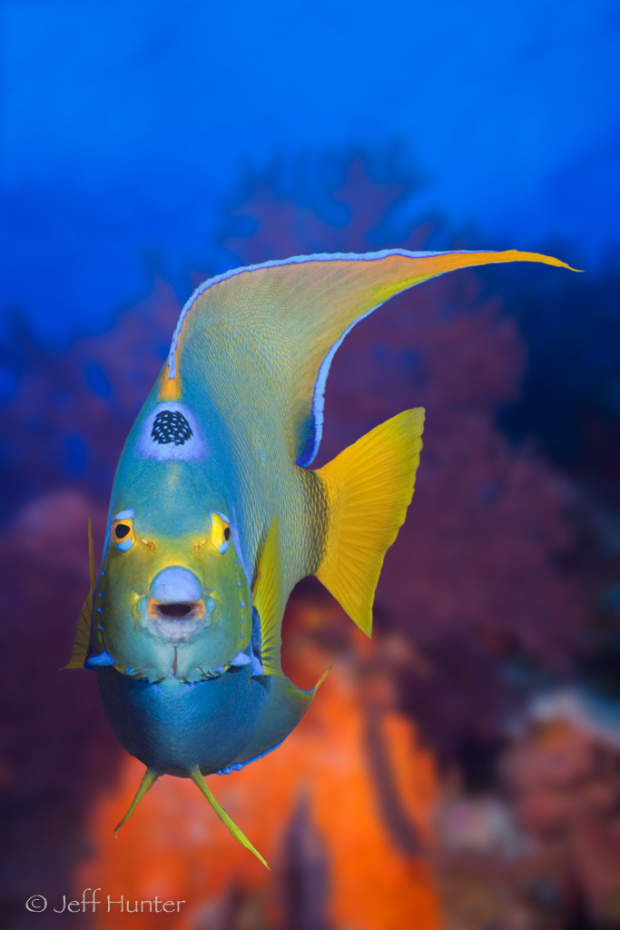A close-up frontal portrait of a Queen Angelfish on a tropical coral reef