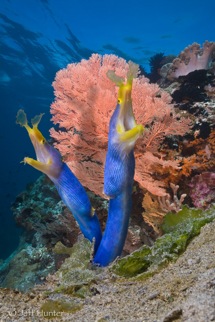 A pair of Blue-ribbon eels on a coral reef