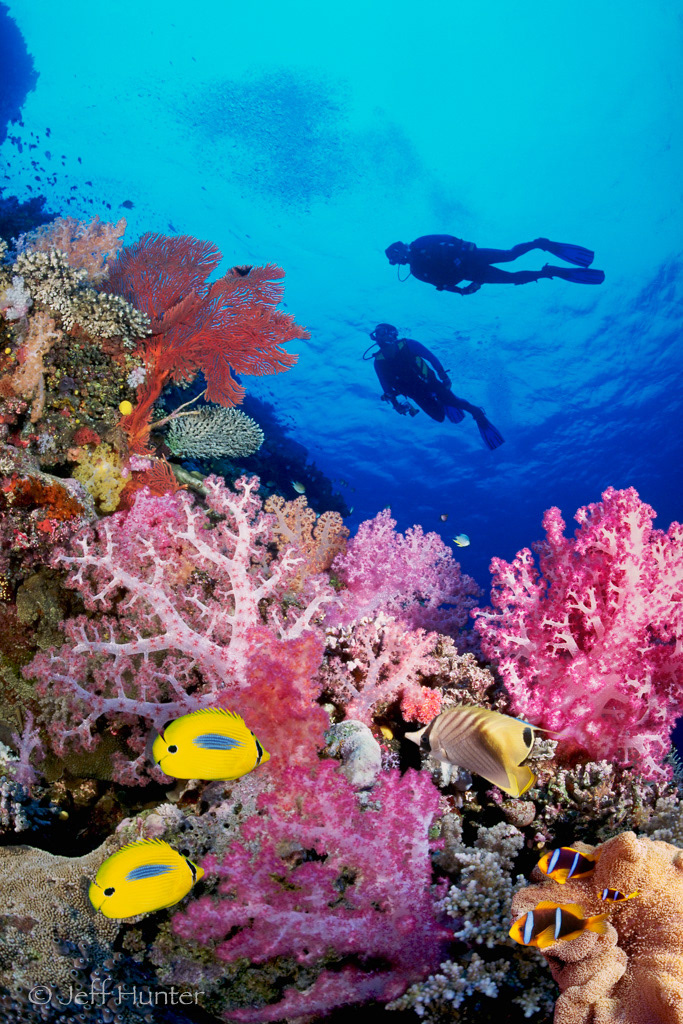 Two scuba divers swimming over colorful tropical reef with fish