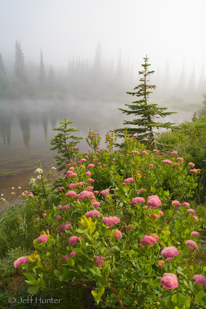 Pink wildflowers and trees in a fog next to a lake