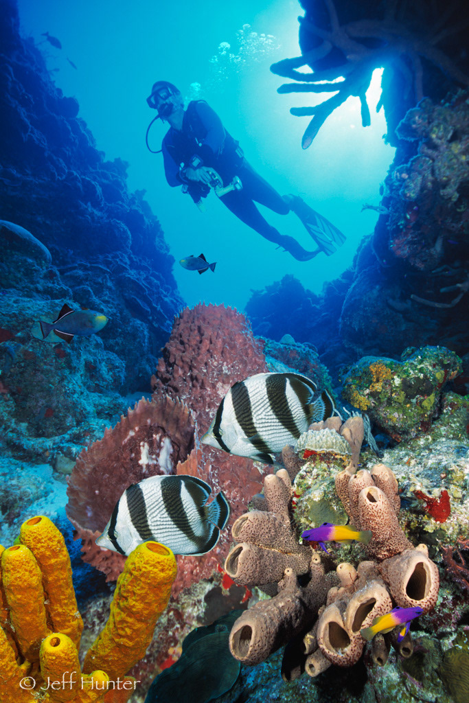 A scuba diver swimming over a tropical coral reef with colorful fish