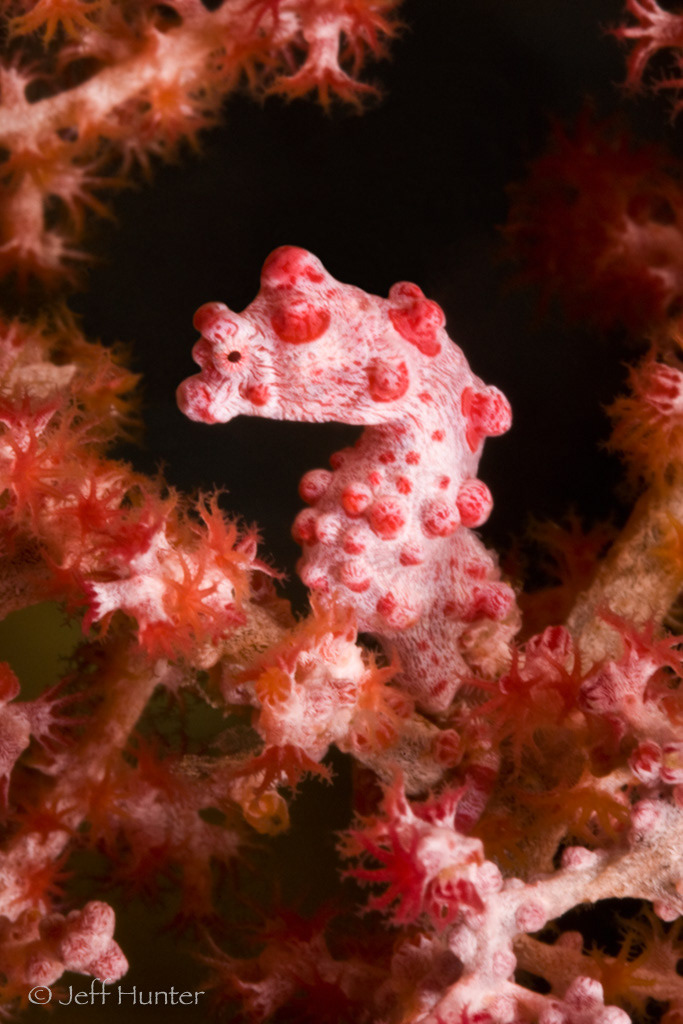 A Pygmy Seahorse camouflaged within a colorful sea fan