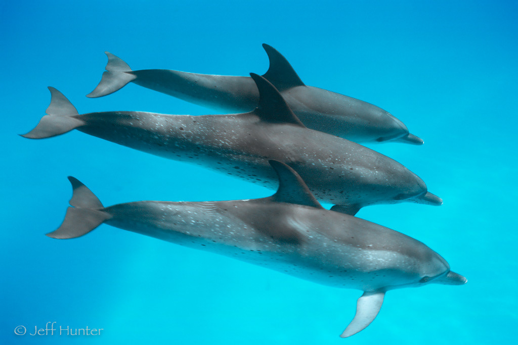 Three Atlantic Spotted Dophins swimming in formation