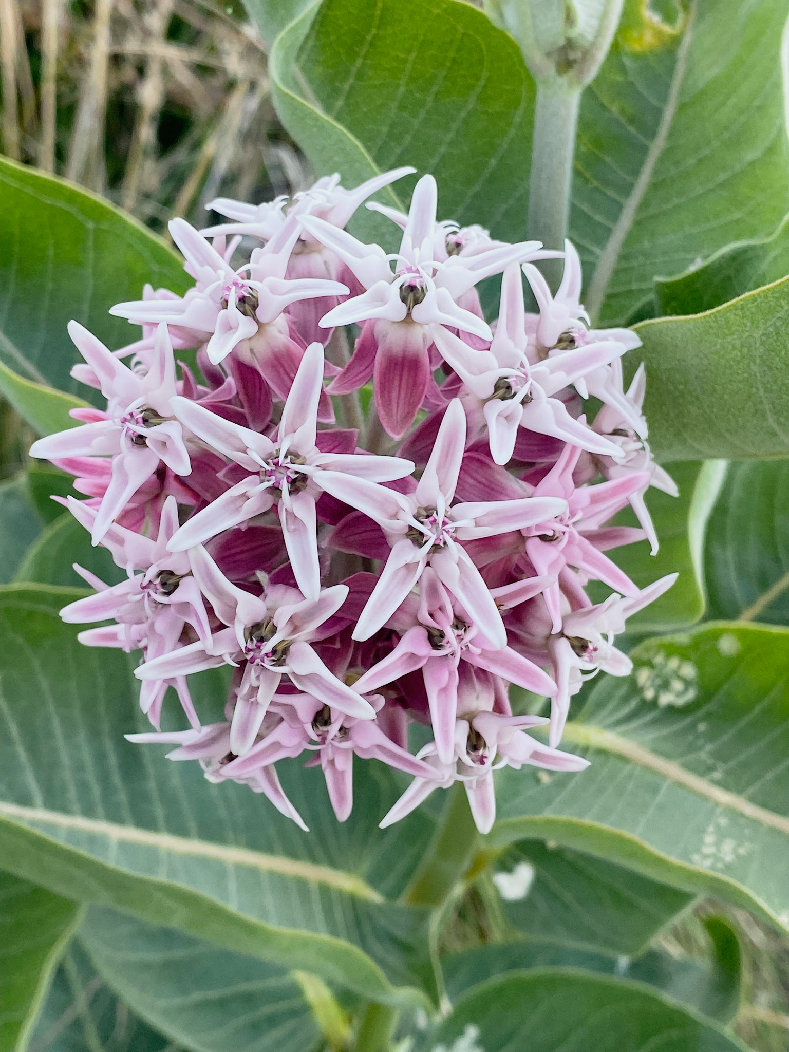 Royal Star | Sacred Geometry