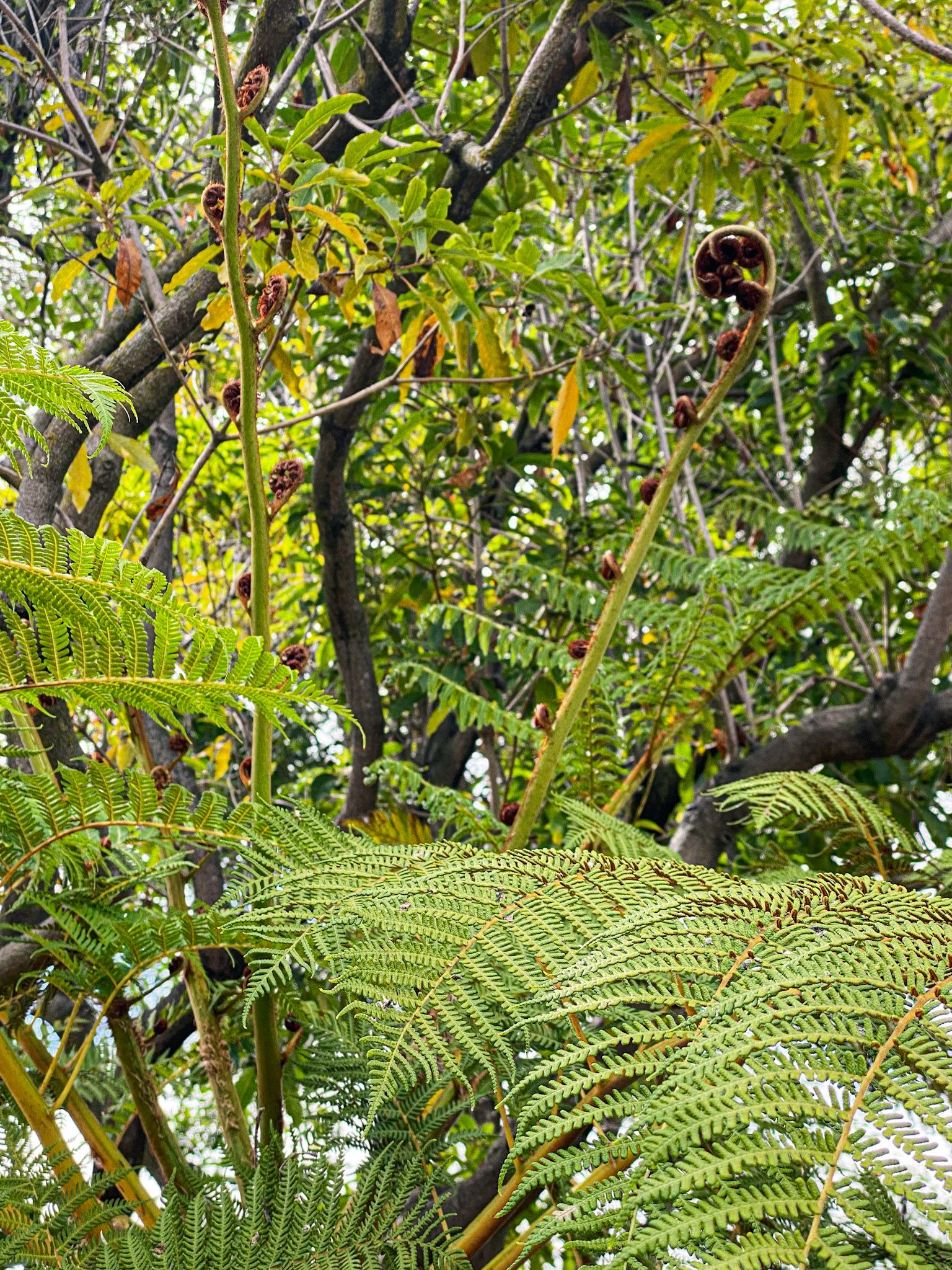 Natural Chaos | Golden Ratio