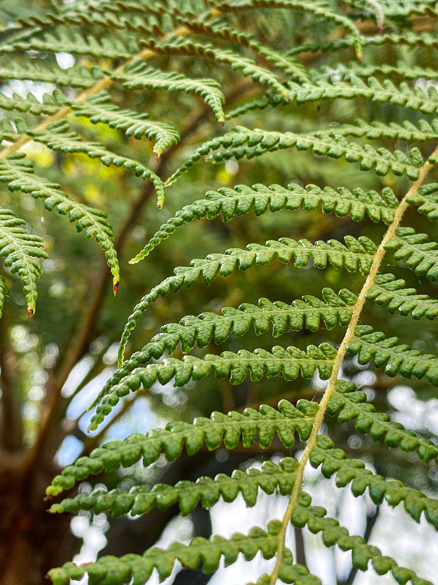 Divine Order | Golden Ratio