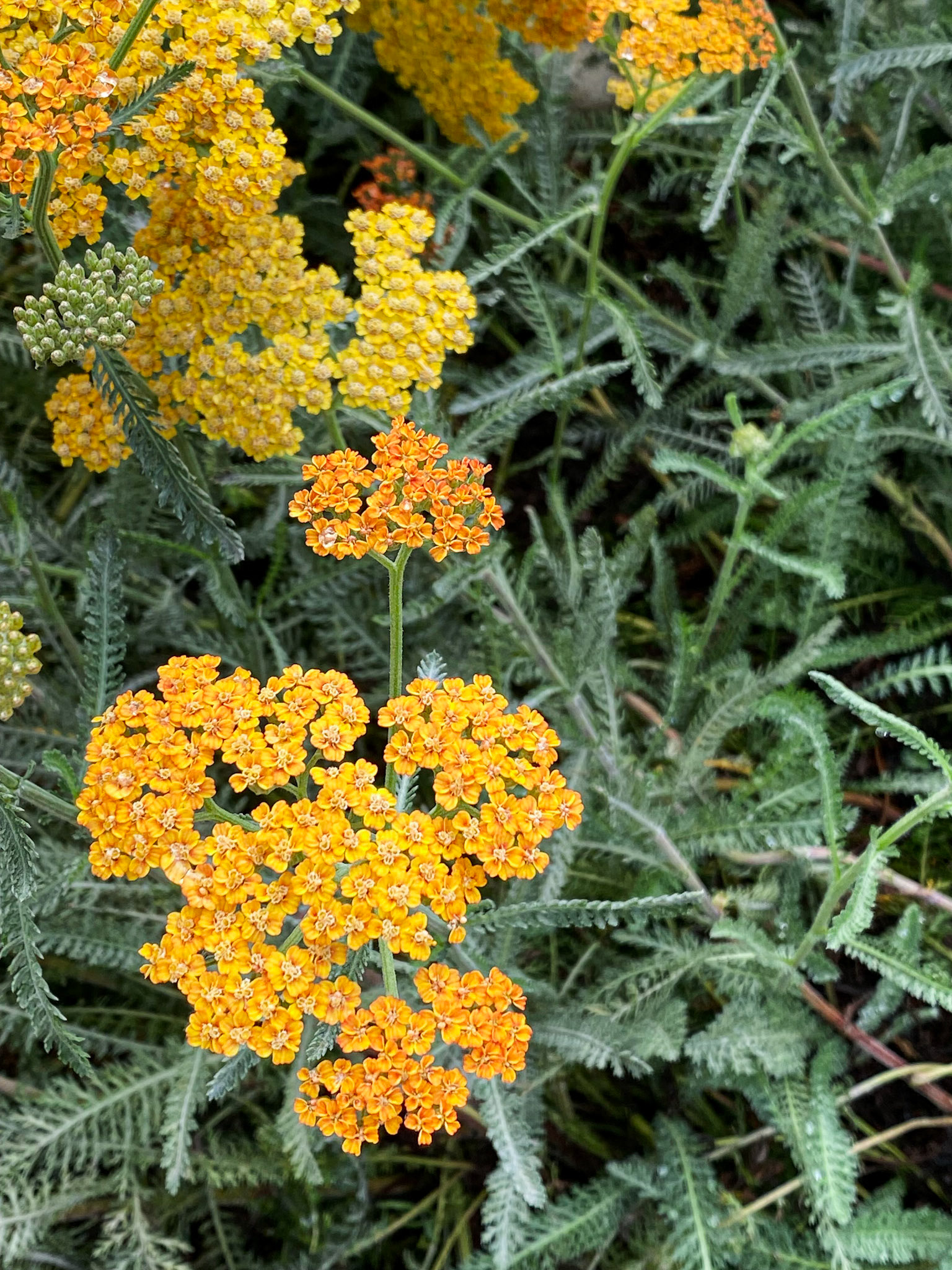 Mindful Heart I | Nature's Love