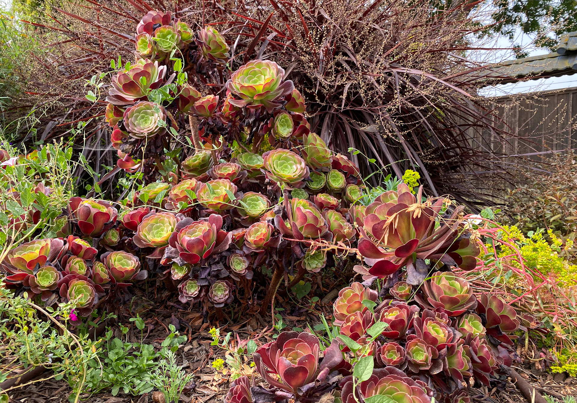 Collective Harmony | Natural Harmony