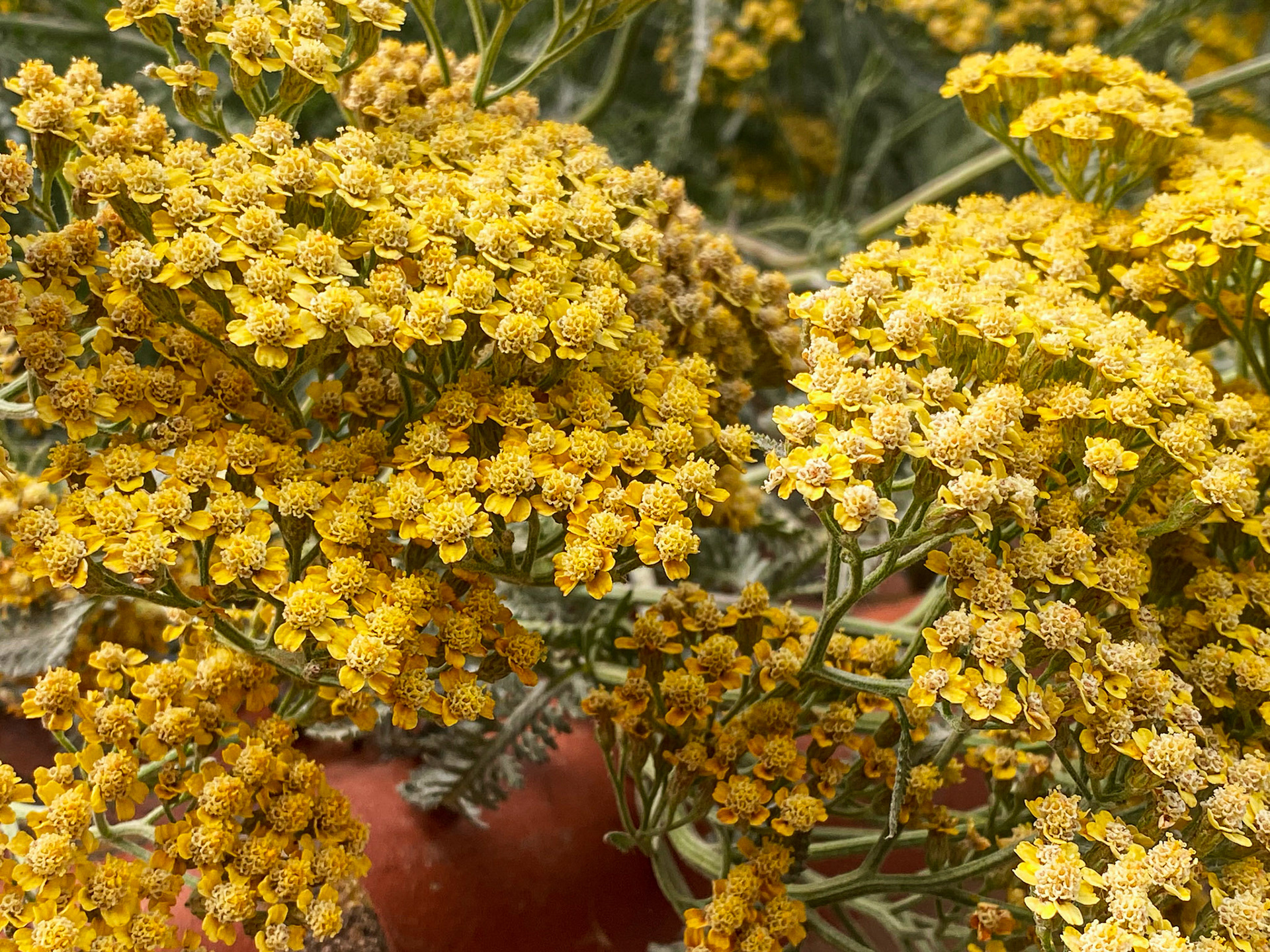 Divine Pattern's III | Nature's Code