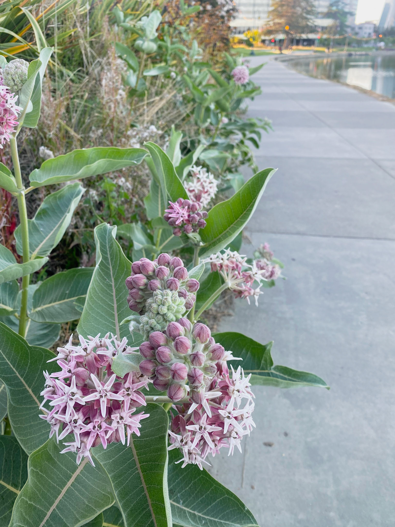Blooming Path | Sacred Geometry