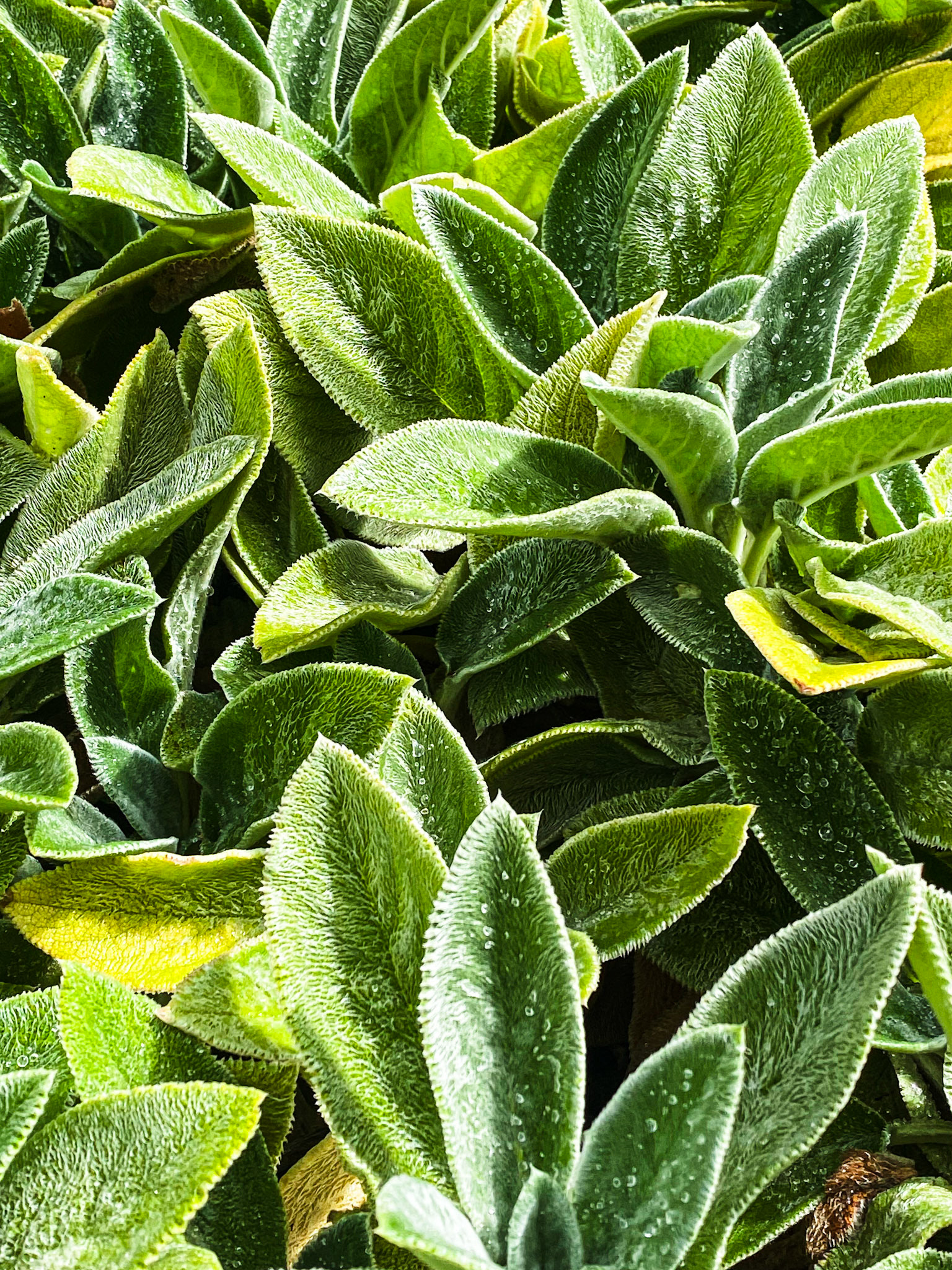 Nature Does Furry | Furry Array