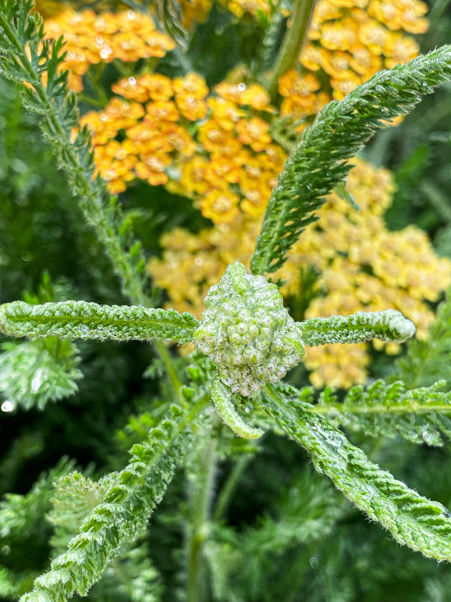 Mindful Heart II | Nature's Love