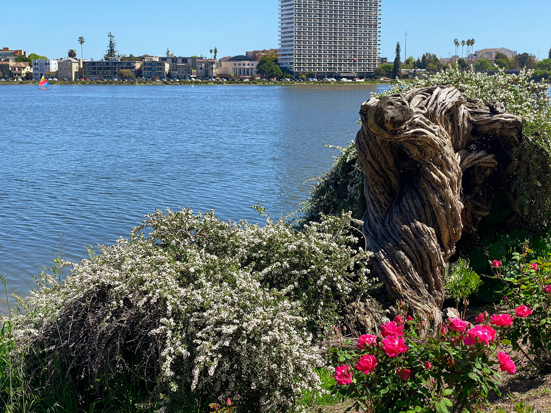 Rosita Blush | Sacred Geometry