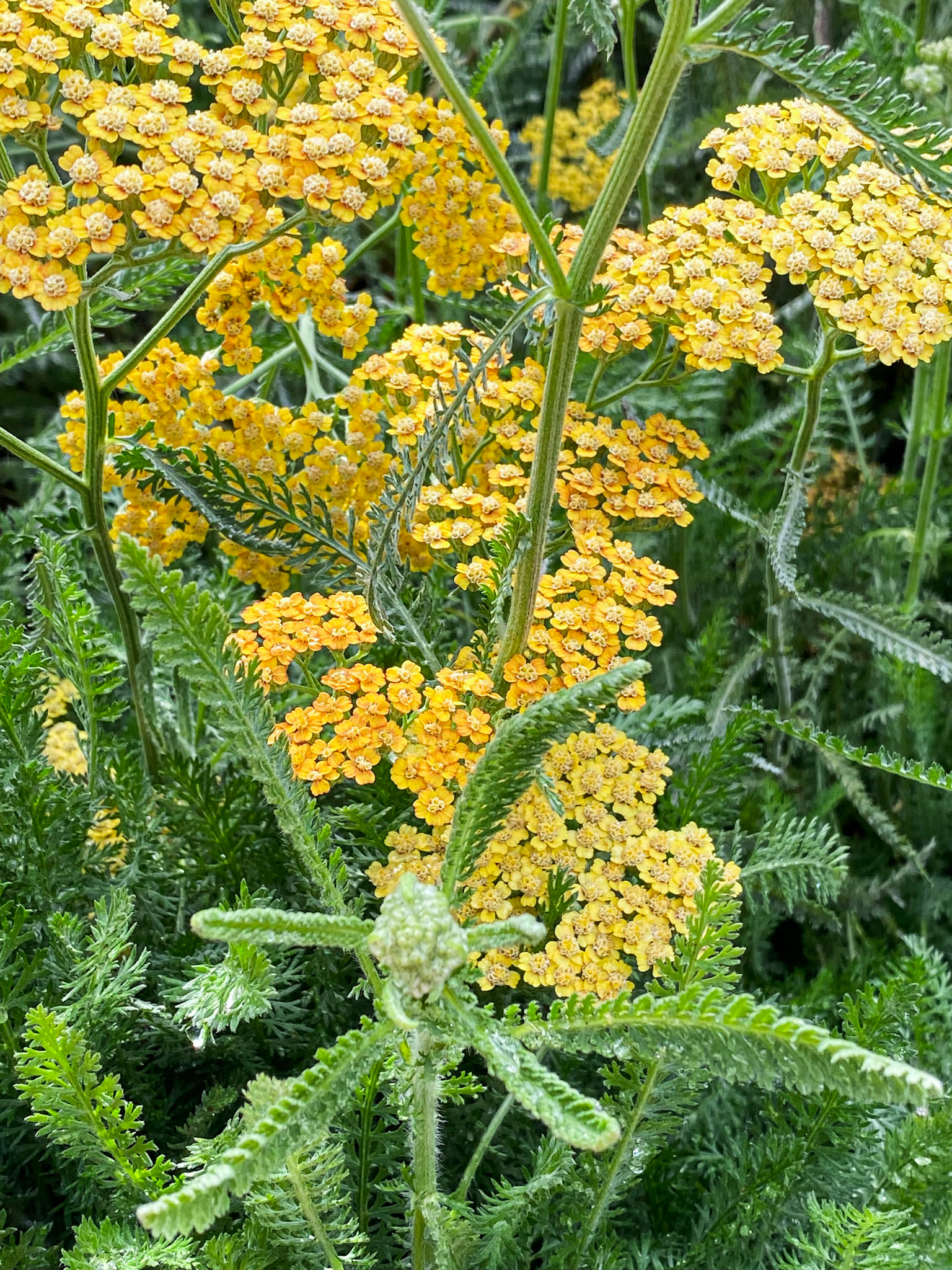 Mindful Heart III | Nature's Love