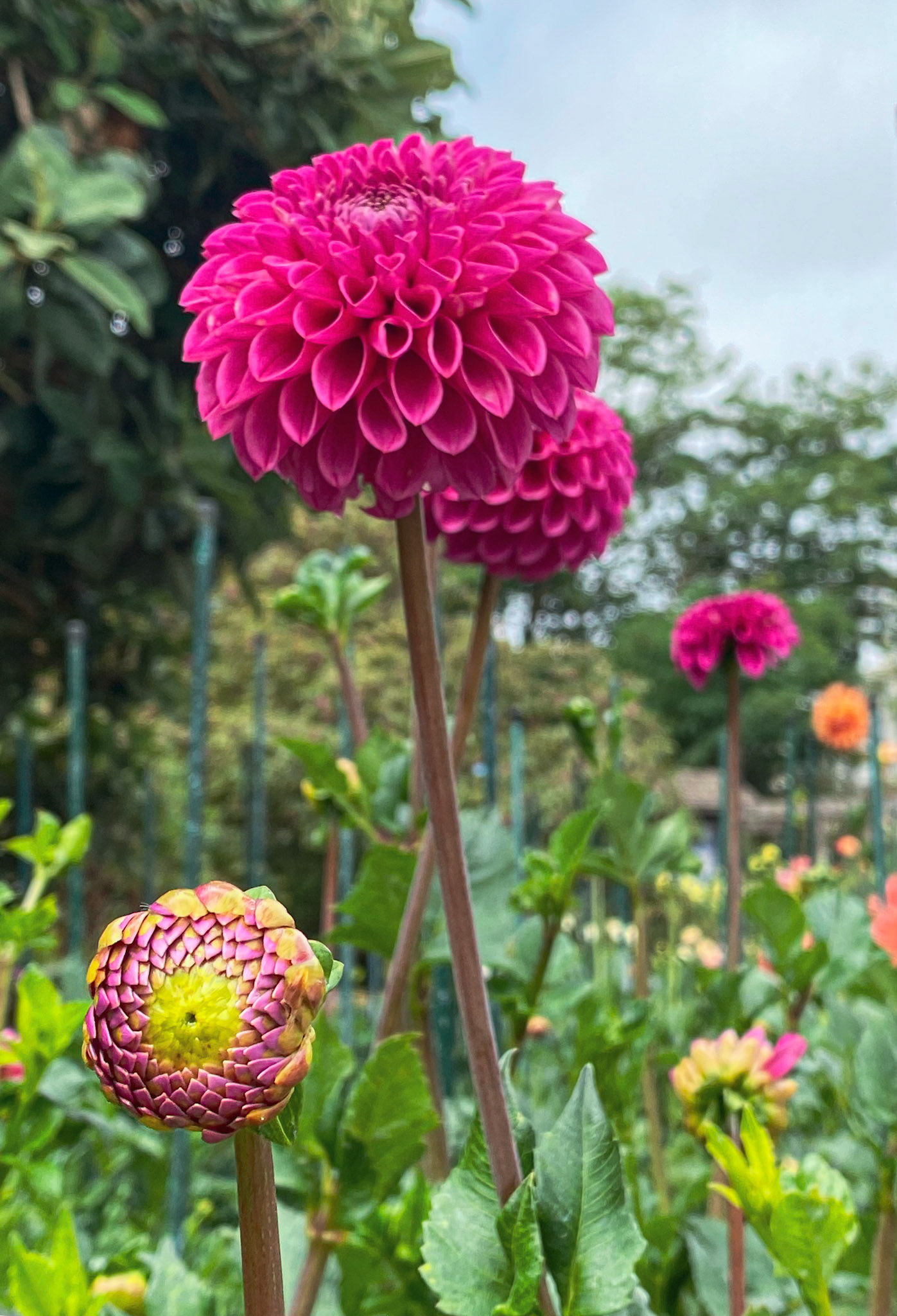 Golden Ratio Hues | Sacred Geometry