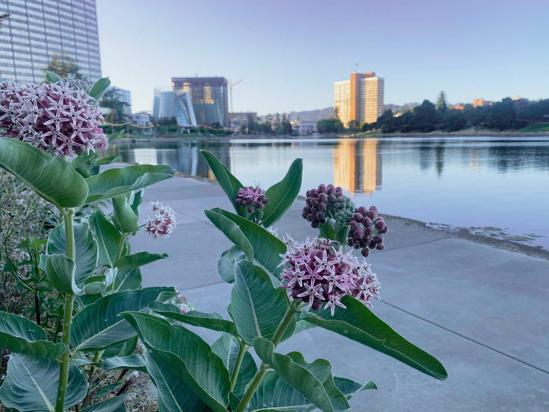 Urban Bloom | Sacred Geometry