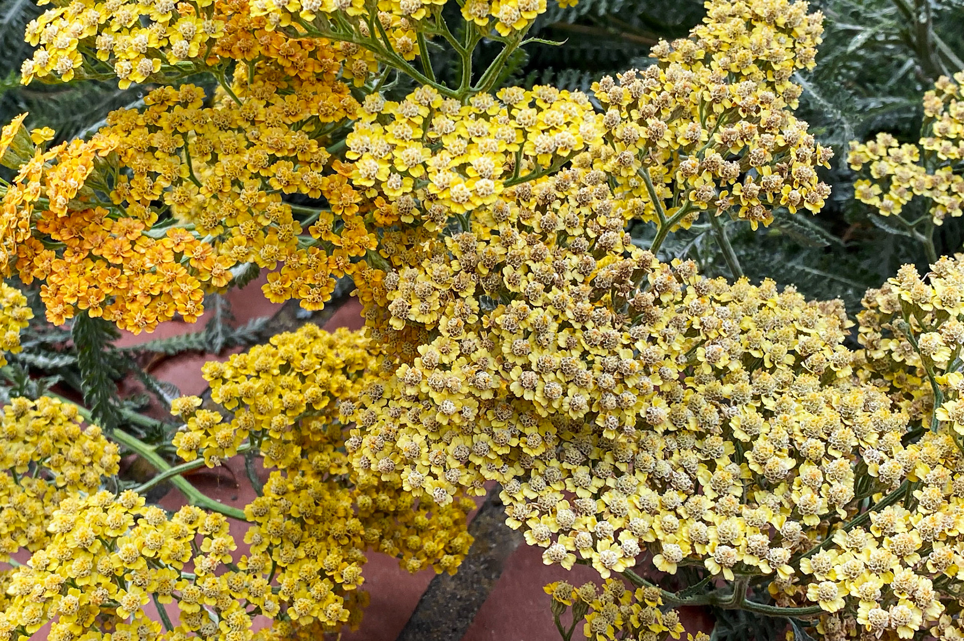 Divine Pattern's IV | Nature's Code