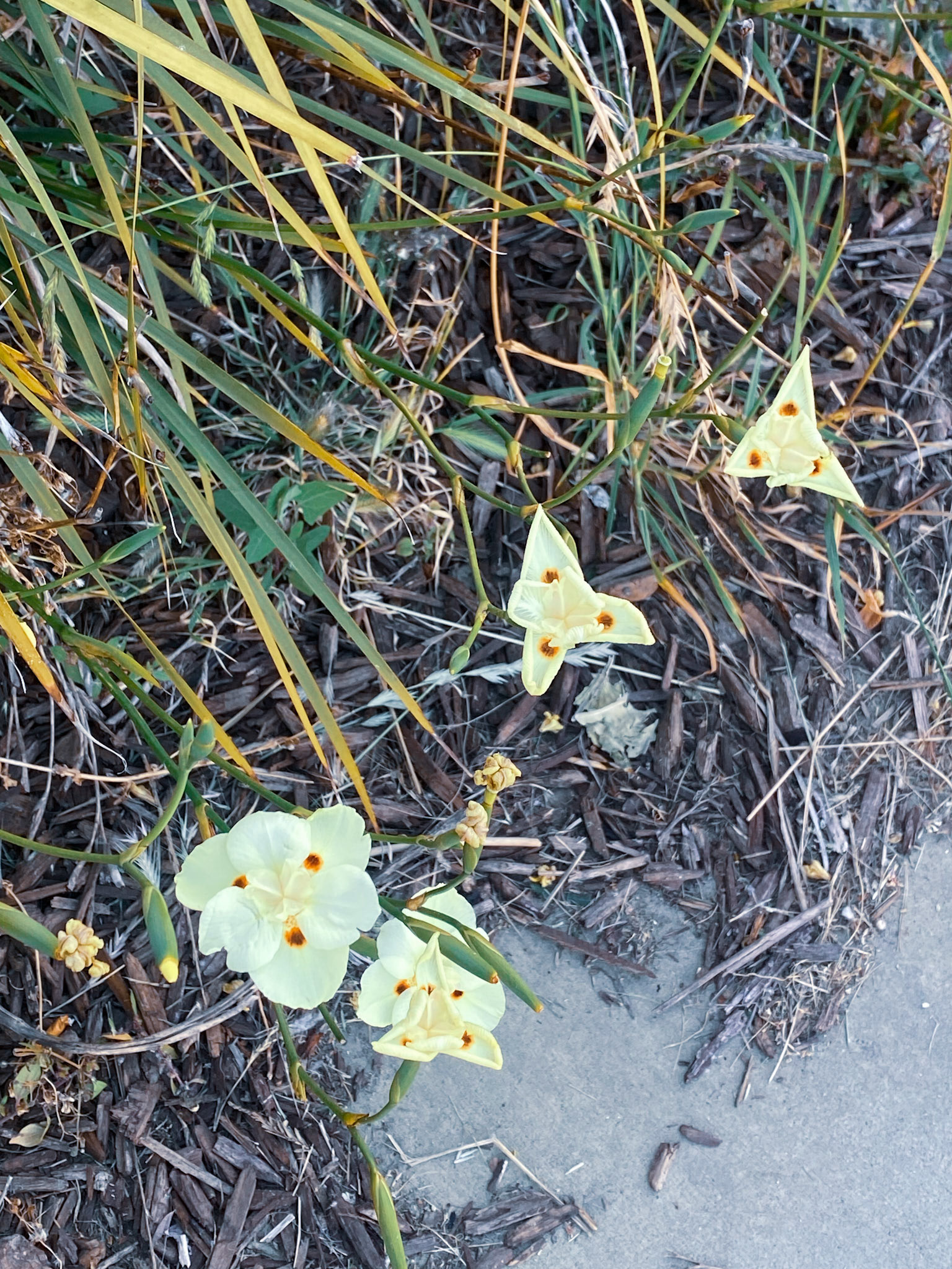 Golden Triangle | Sacred Geometry