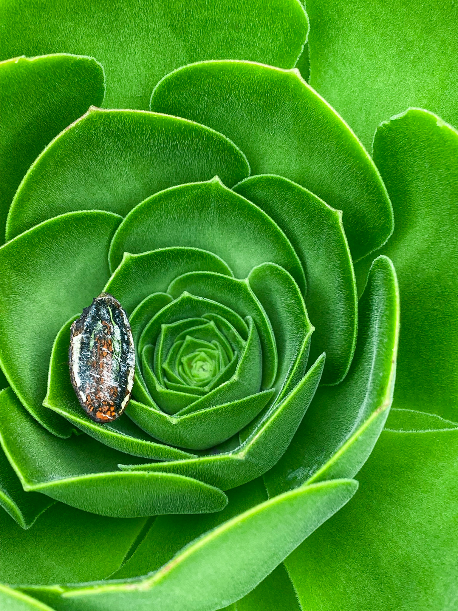 Flor de Vida | Pure Love | GAIA