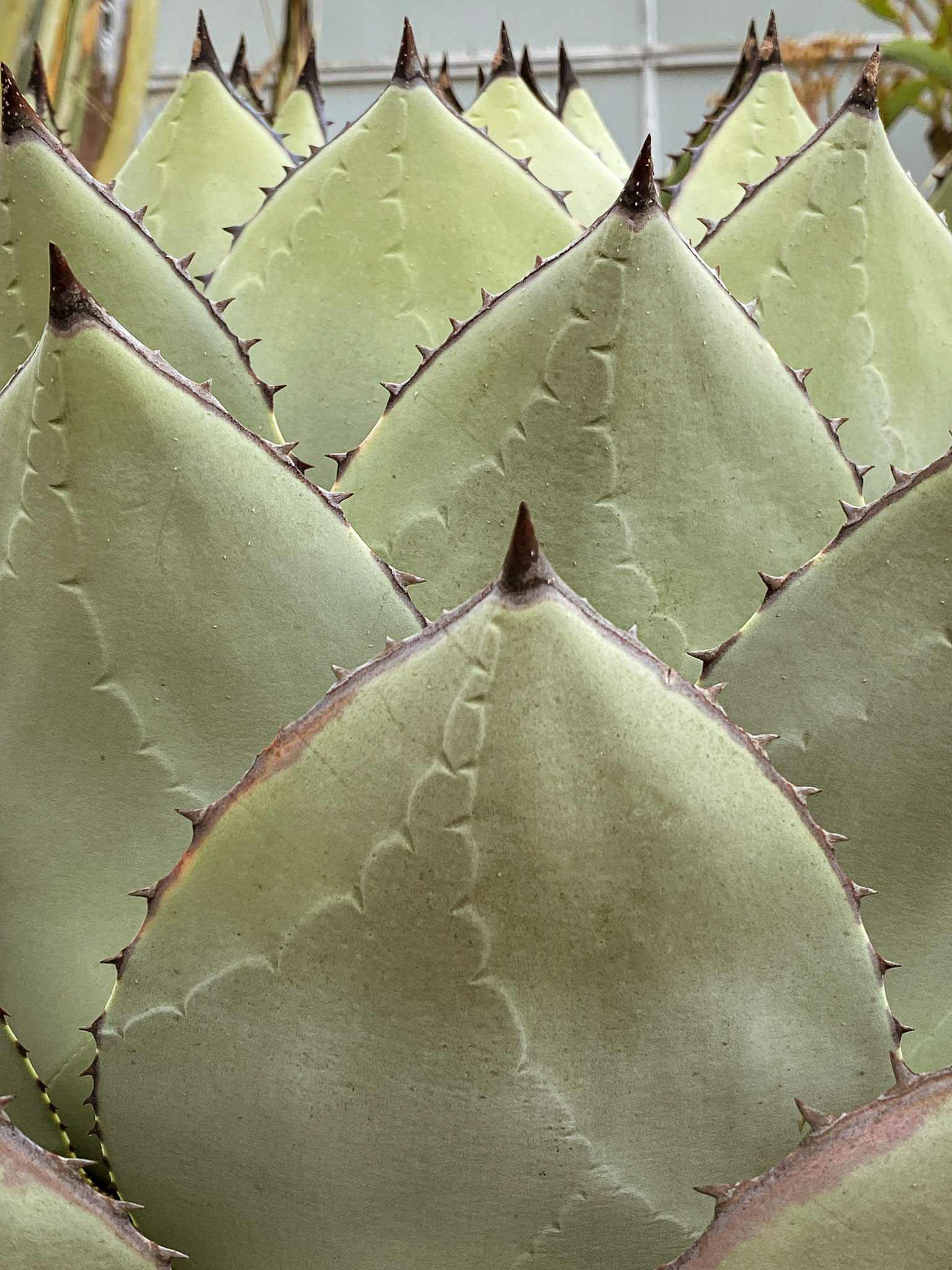 Divine Patterns | Nature's Code