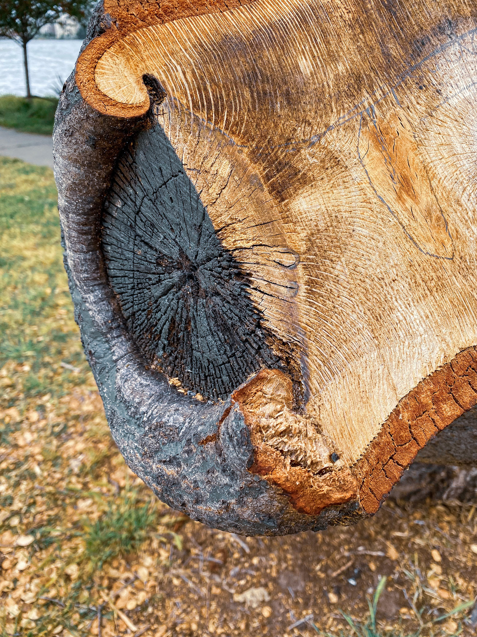 Divine Patterns II | Strings Symphony | Nature's Code