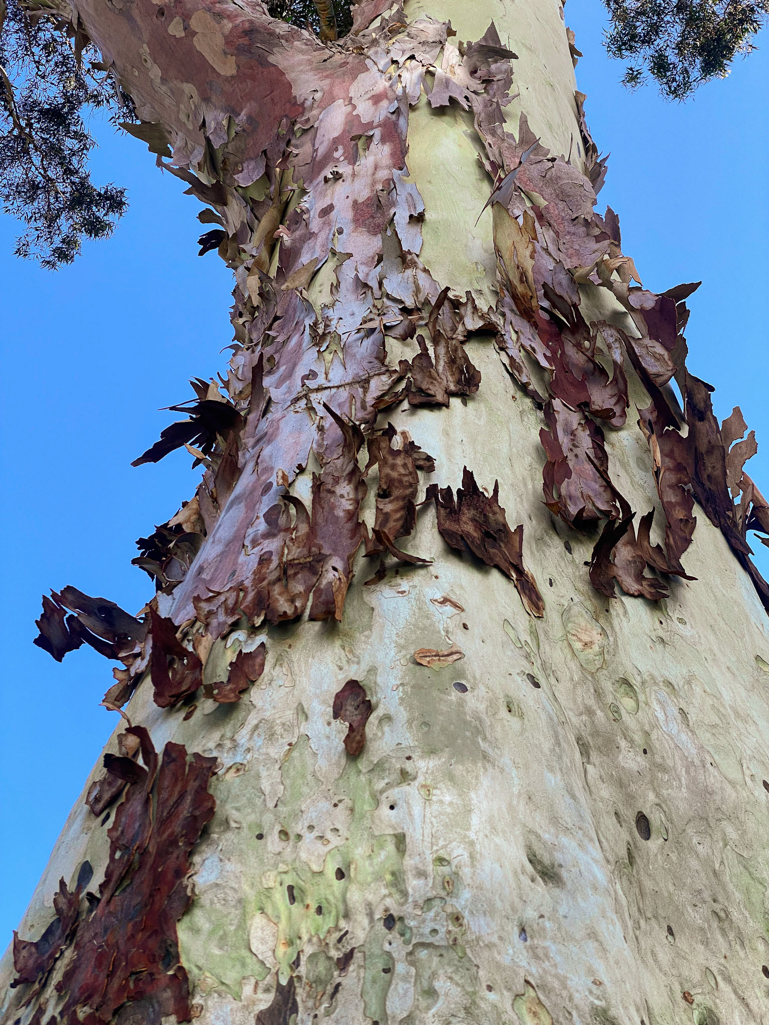 Barking Up The Right Tree | Switch Perspectives