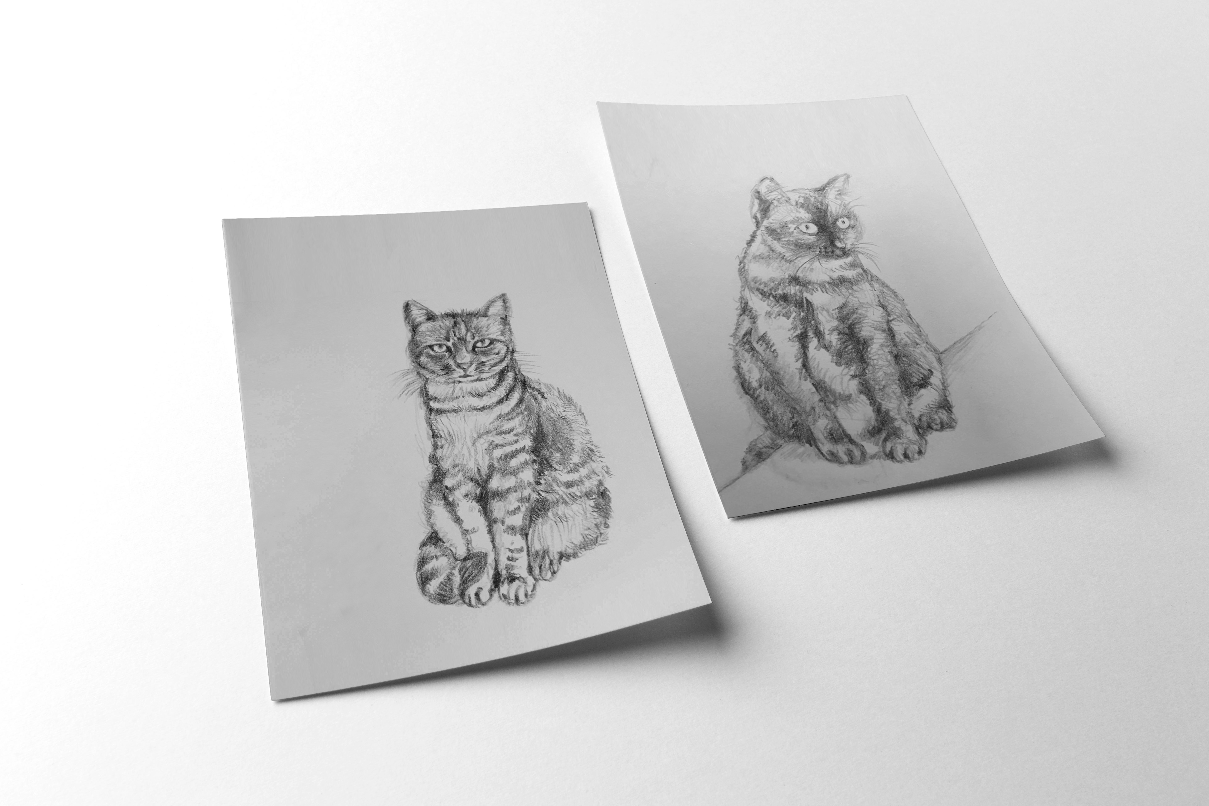 Eartha Kitty and Madge, 7" x 9" graphite on cardboard, 2016