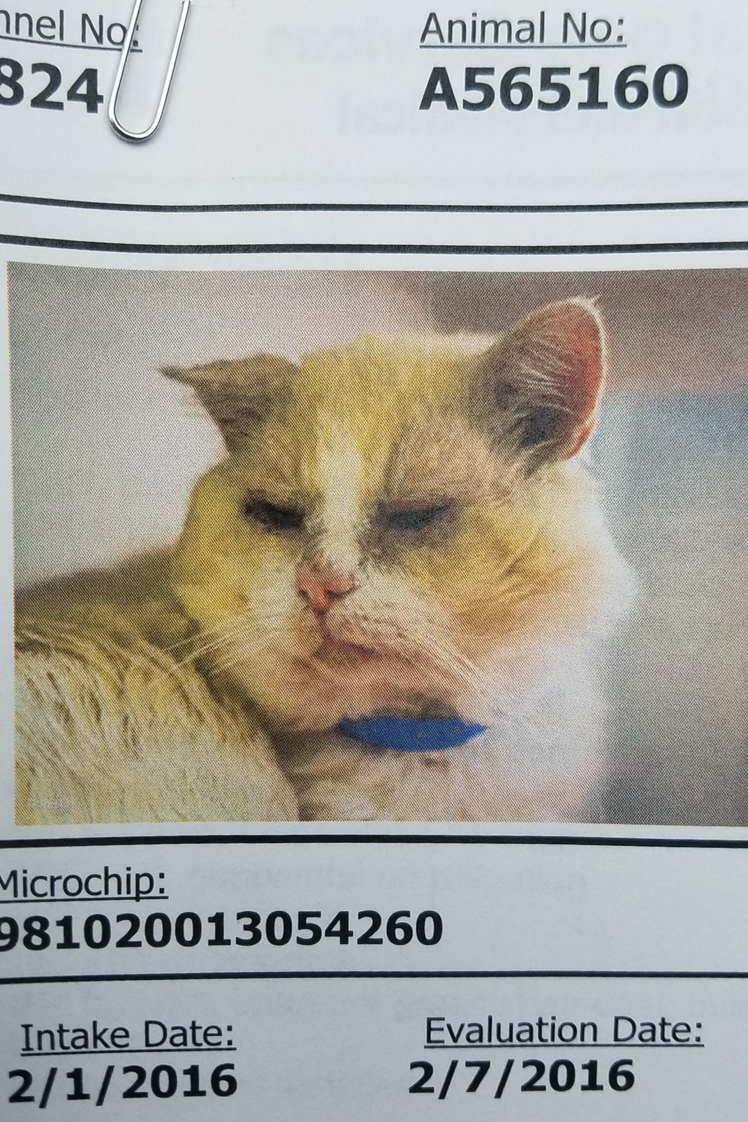 Pablo's intake photo, Long Beach Animal Care Services (California)