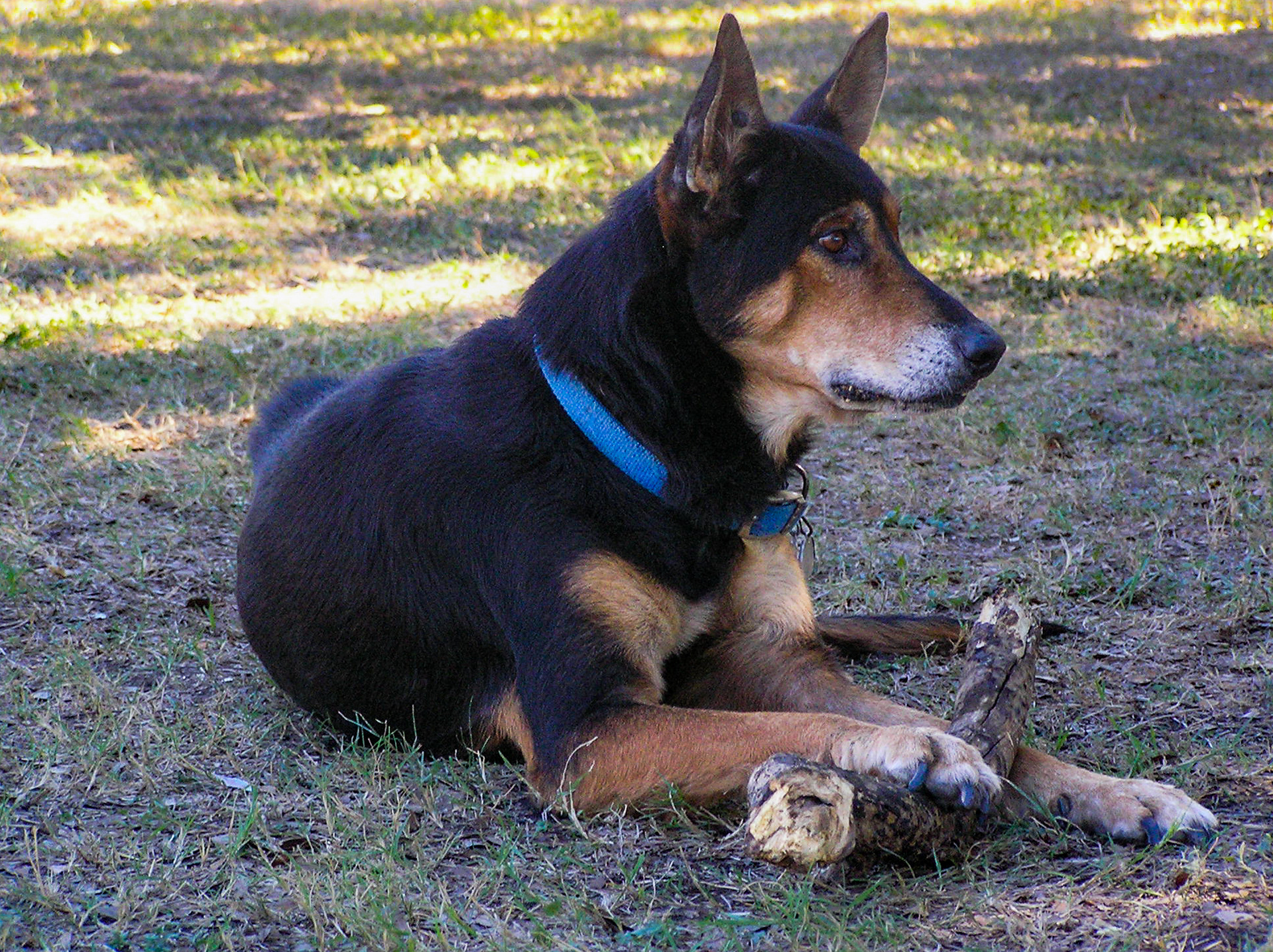 Freya, adopted in Santa Fe, NM