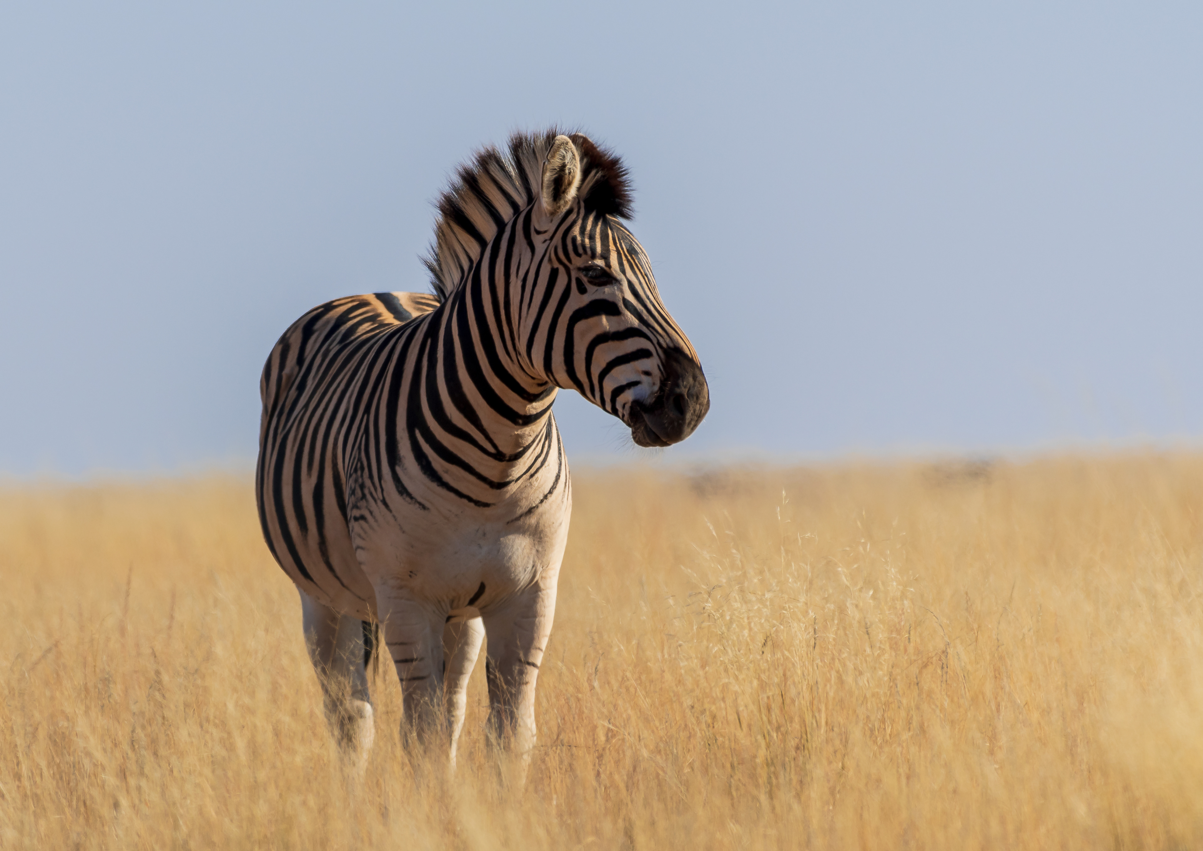 Mountain Zebra at Mokala National Park, SA