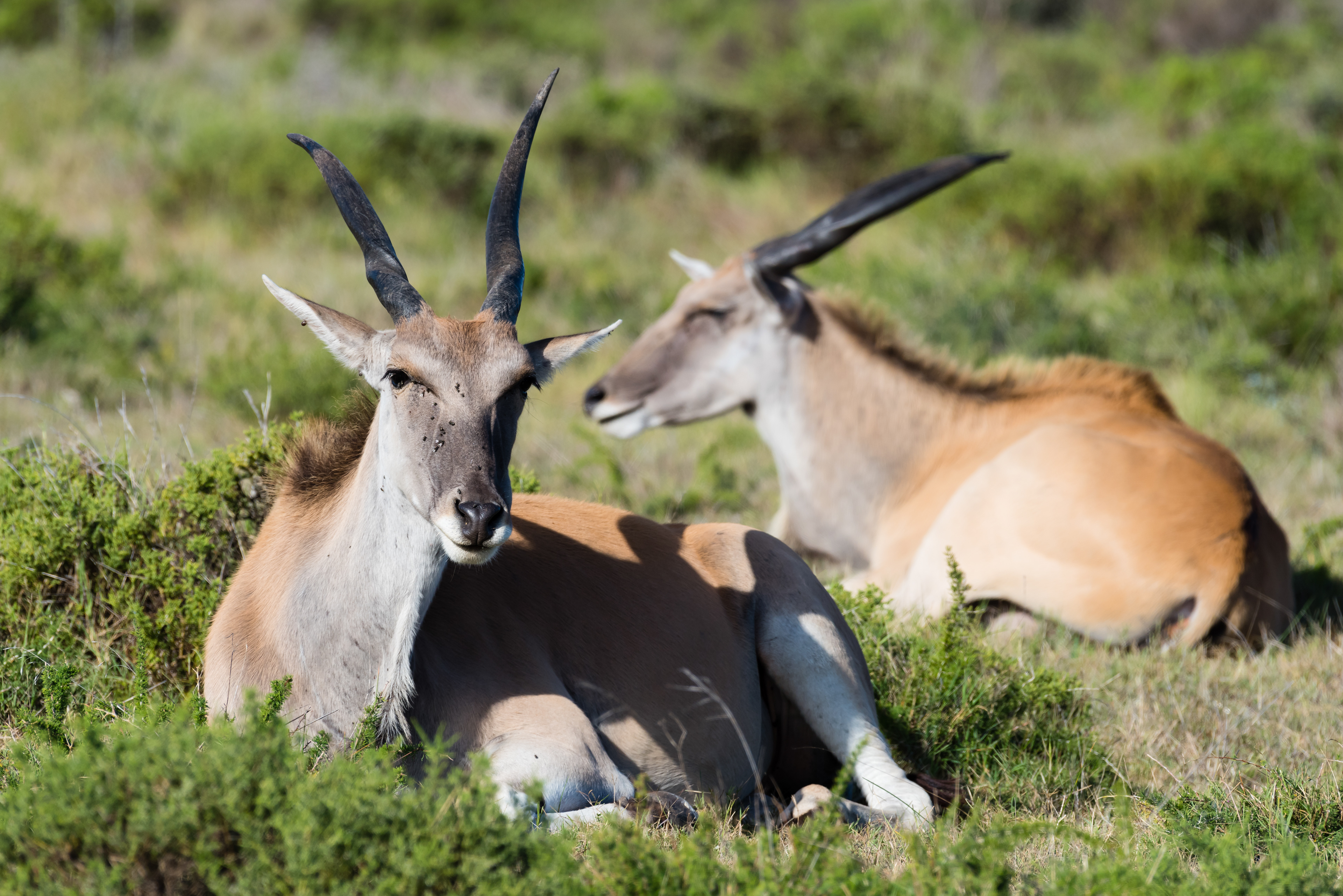 Eland at West Coast National Park