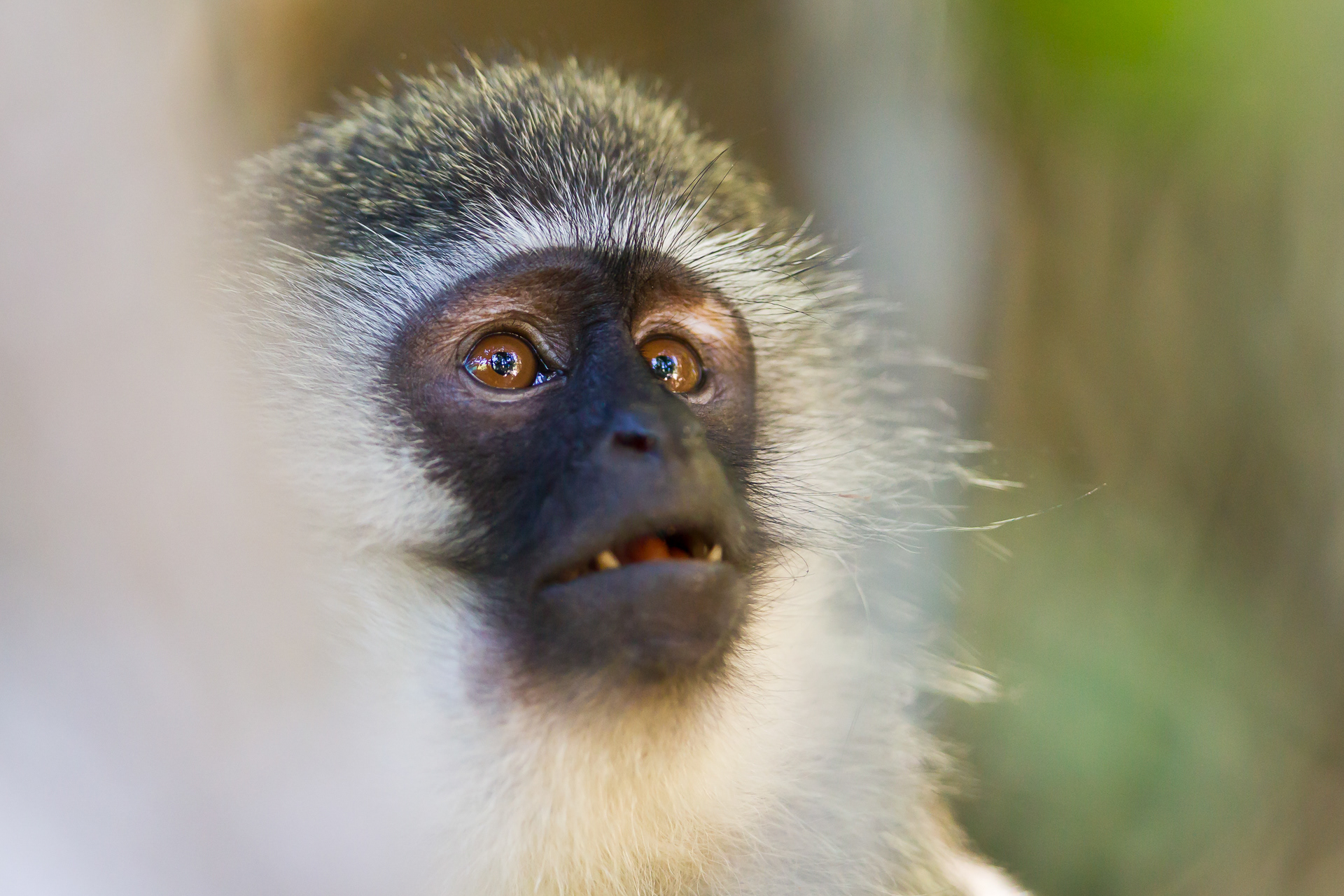 Vervet Monkey at Knysna, SA