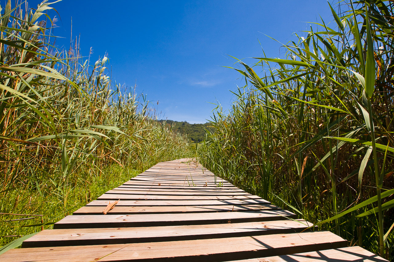 Wooden Footpath to Bird-hide in Wilderness